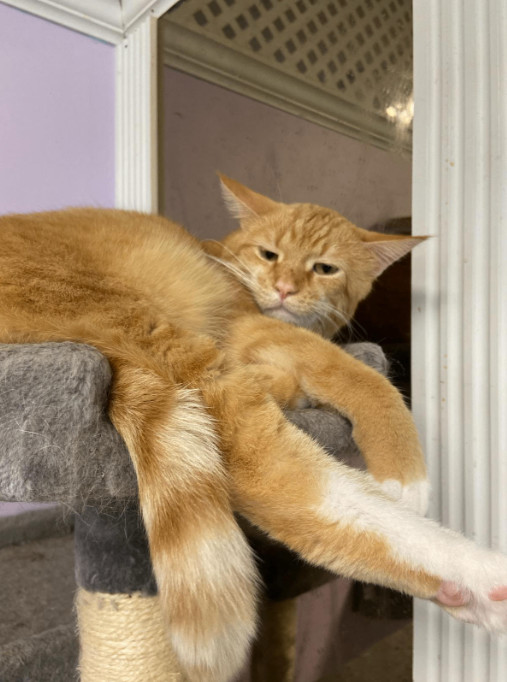 Cheddar, Young Male Domestic Short Hair