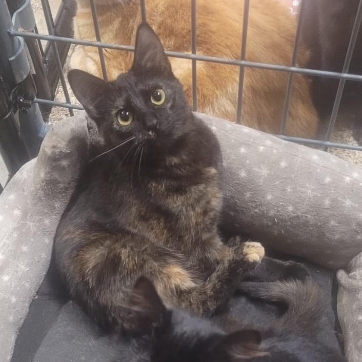 Enlarge Mara, a Adoptable Domestic Short Hair in Union, MO image 1/1