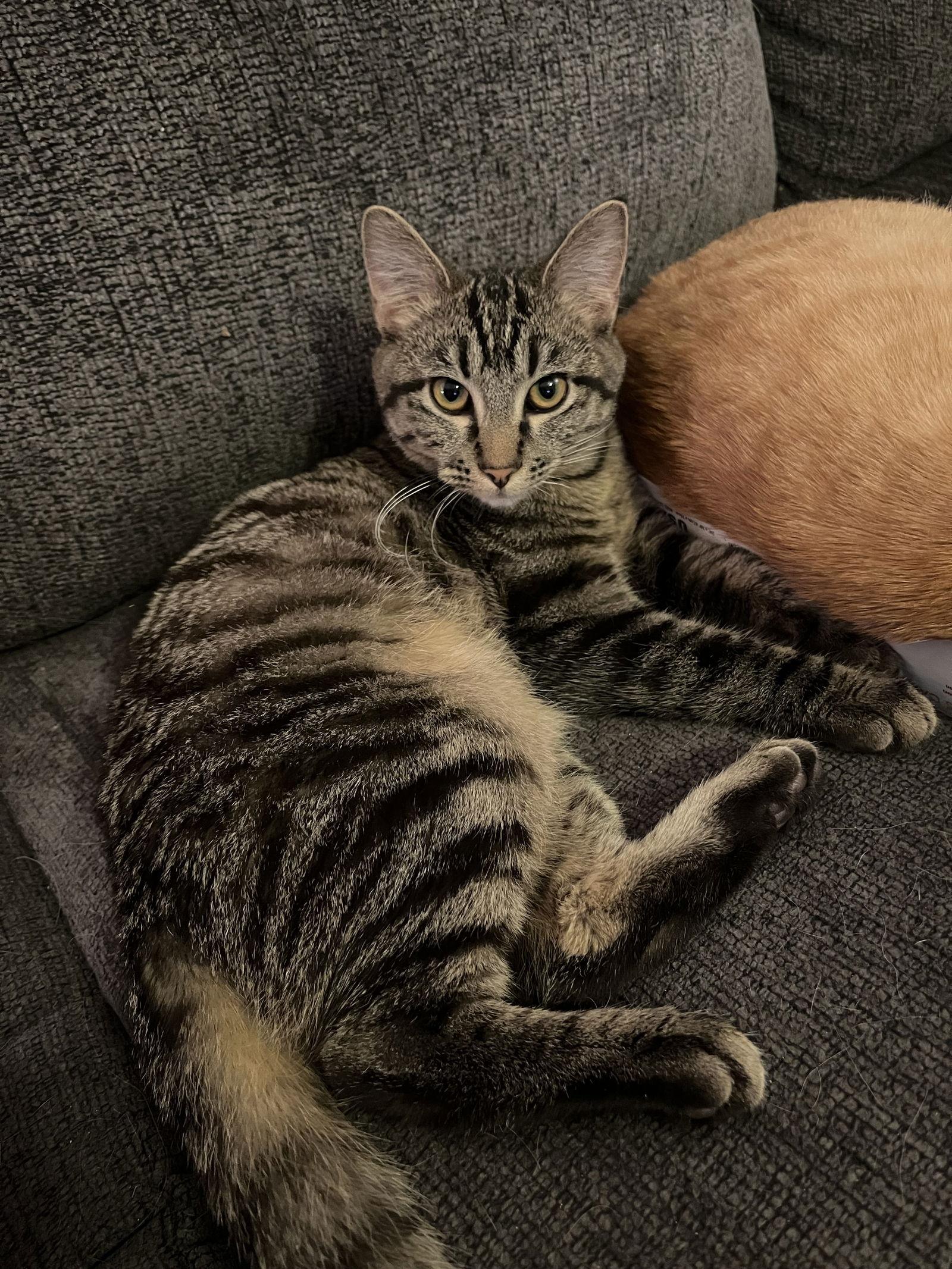 Liam, Adoptable, Young Male Domestic Short Hair.