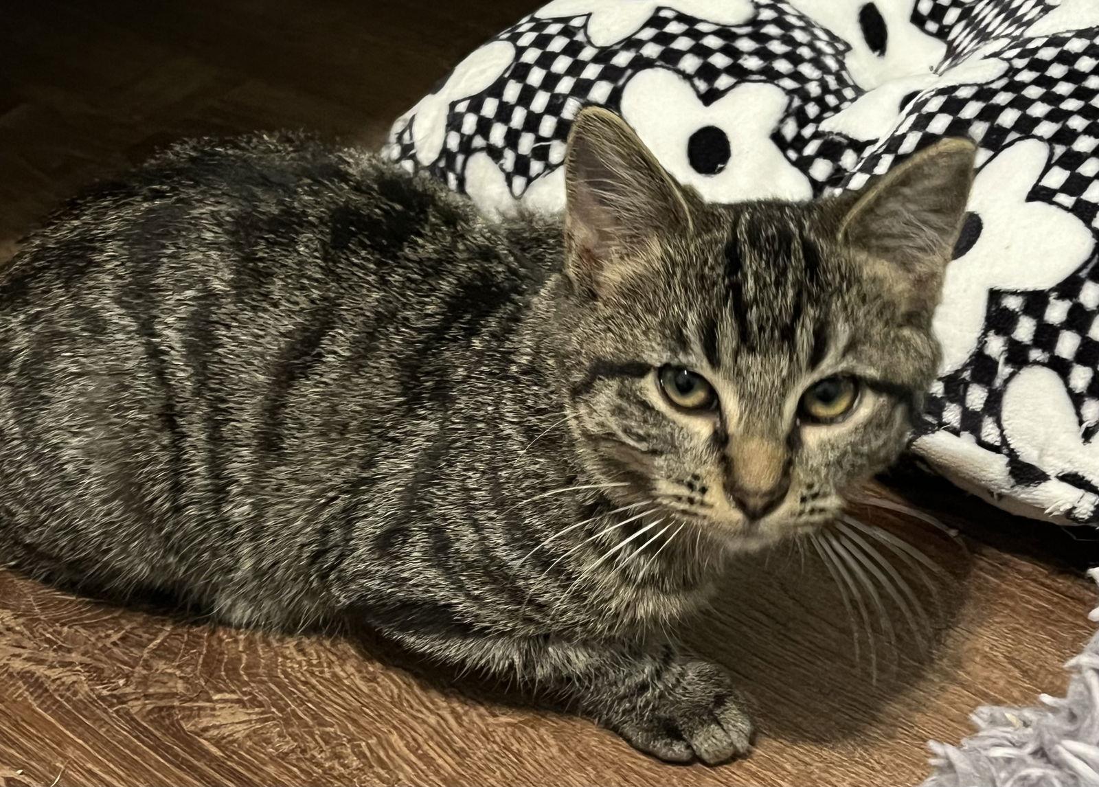 Enlarge Liam, a Adoptable Domestic Short Hair in Fenton, MO image 1/1