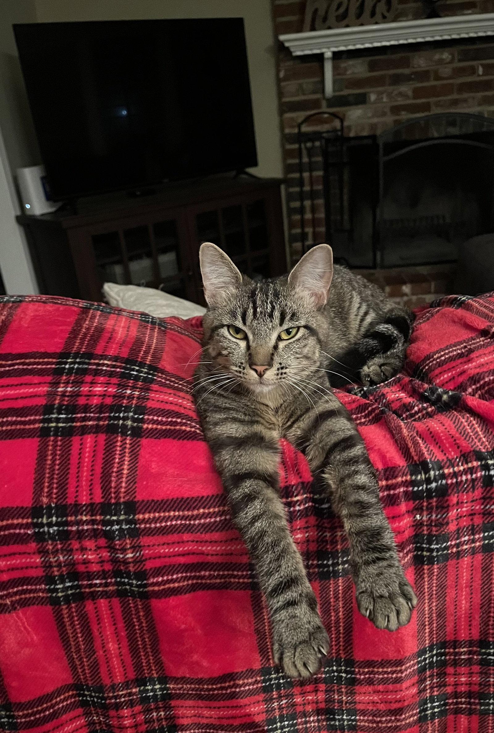 Liam, a Adoptable Domestic Short Hair in Fenton, MO image 2/2