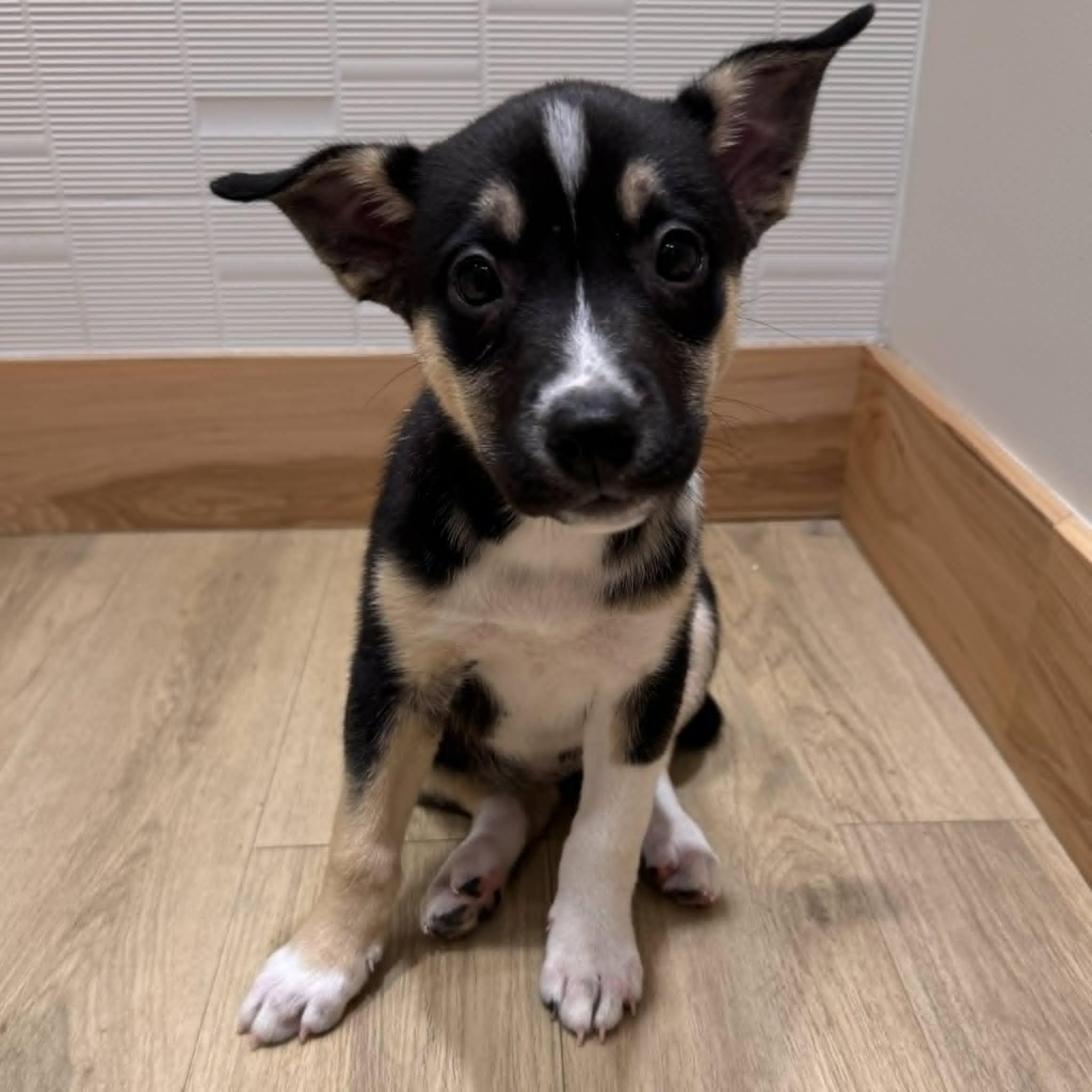 Enlarge Zadie, a ADOPTABLE mixed breed in Houston, TX image 4/6