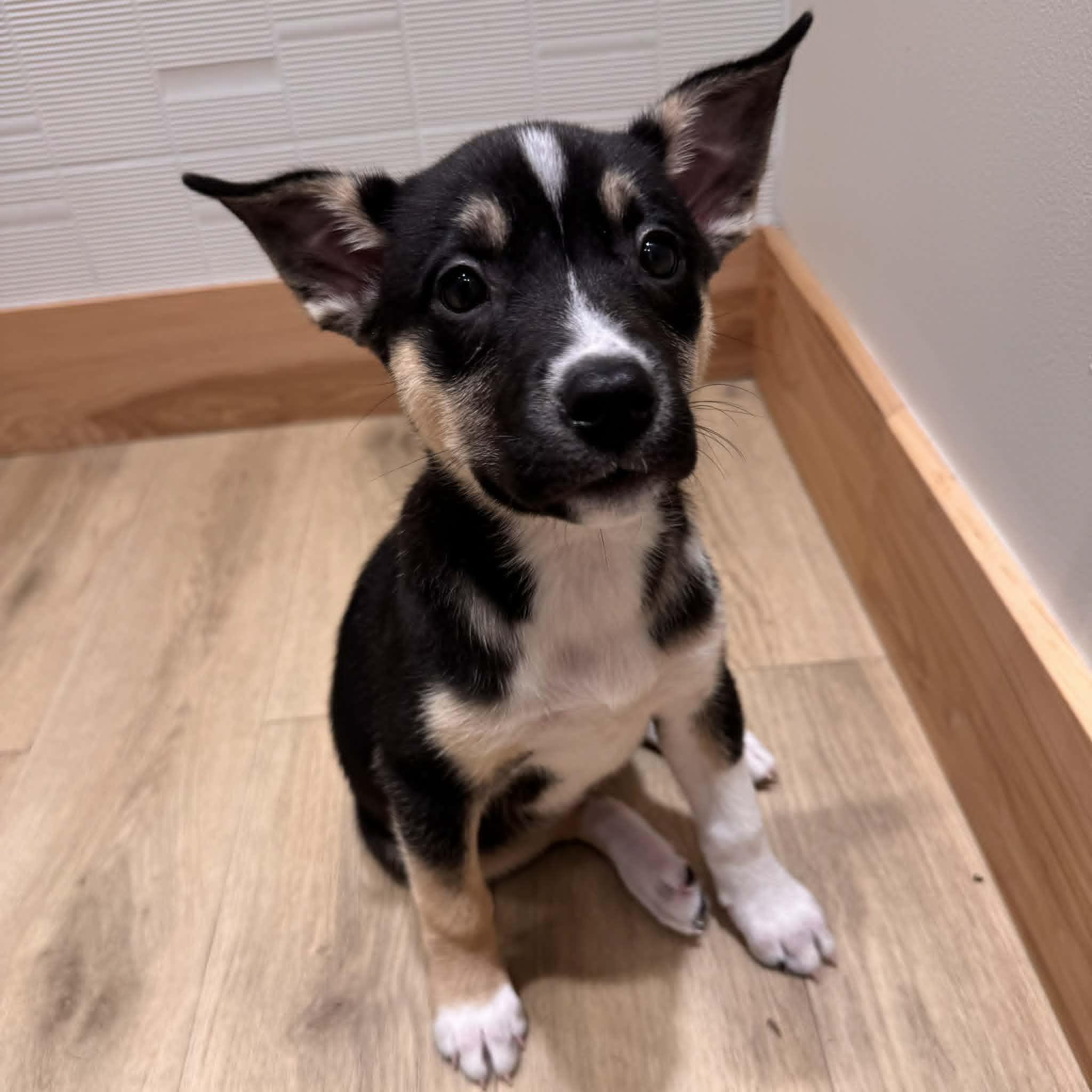 Enlarge Zadie, a ADOPTABLE mixed breed in Houston, TX image 6/6