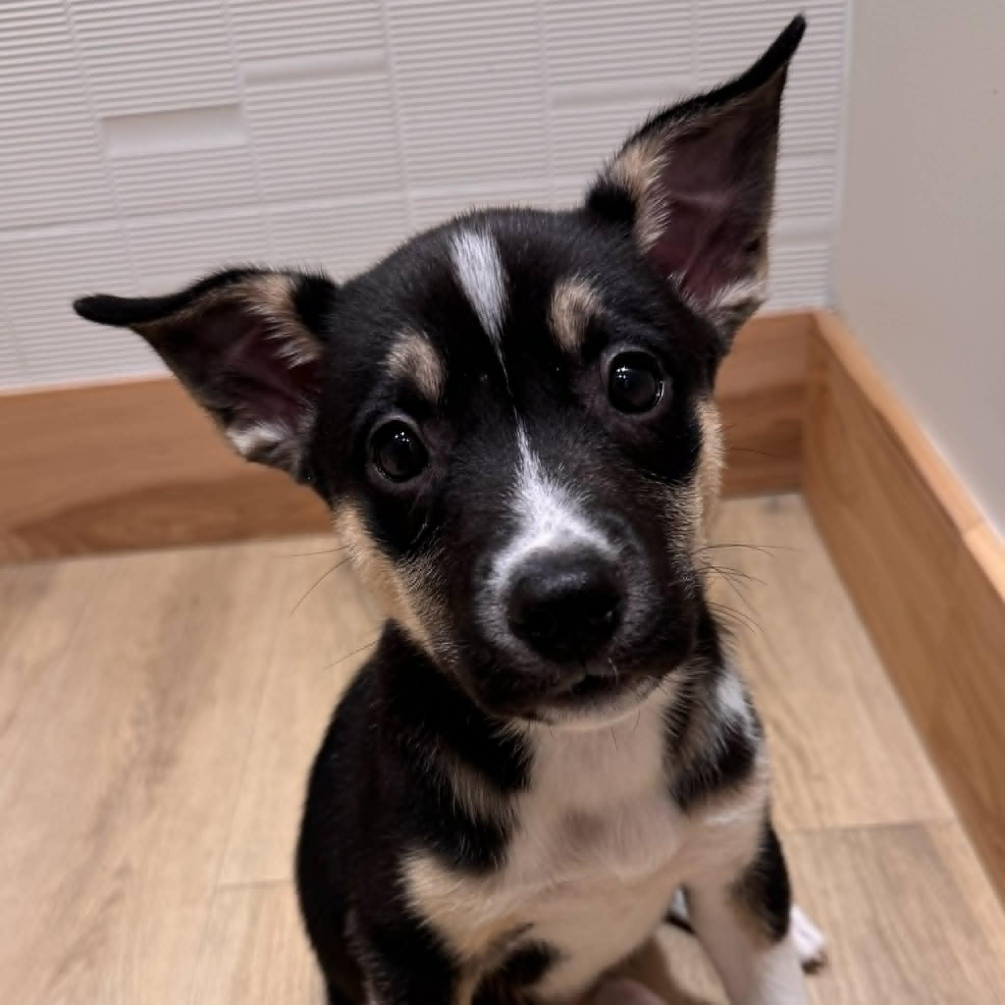 Enlarge Zadie, a ADOPTABLE mixed breed in Houston, TX image 2/6