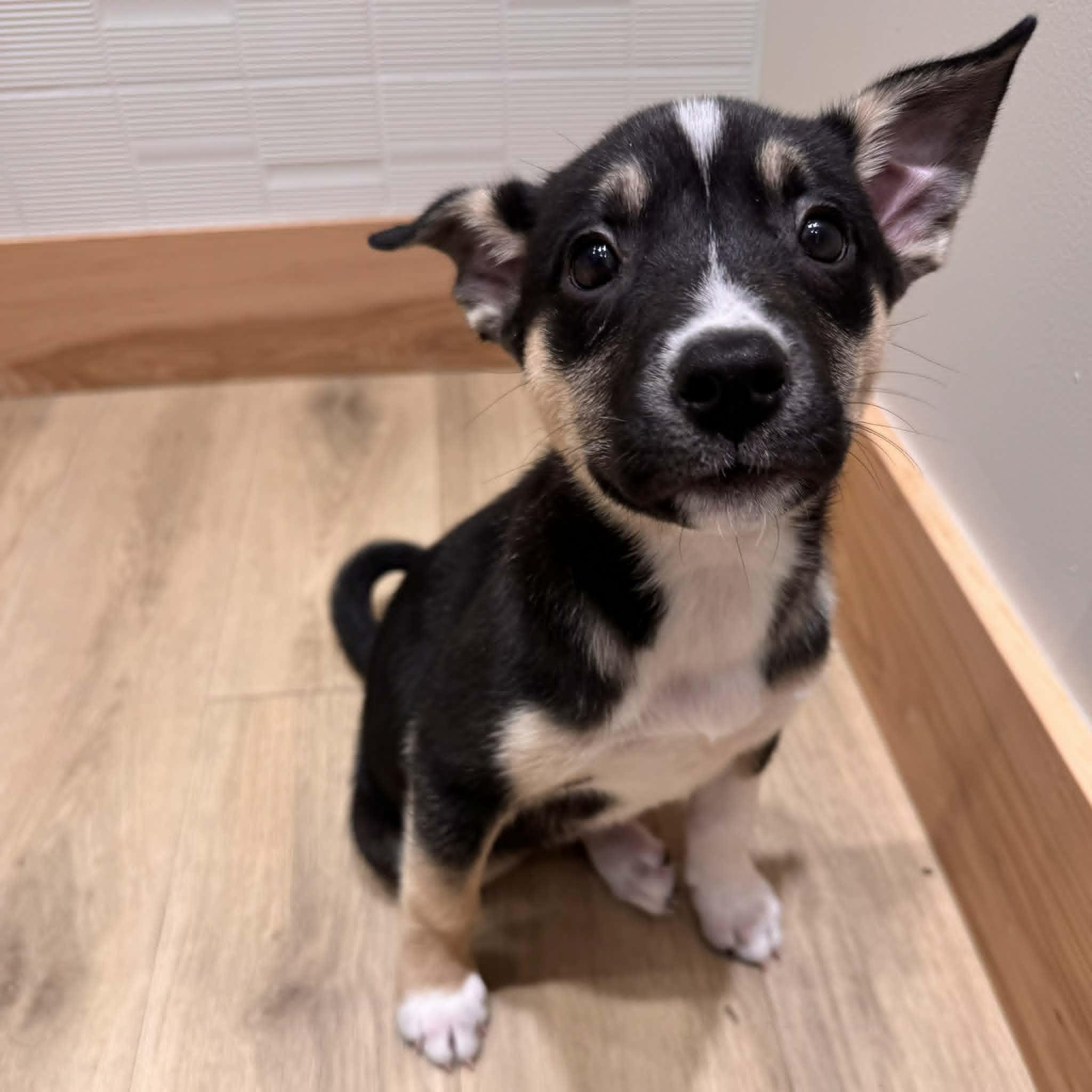Enlarge Zadie, a ADOPTABLE mixed breed in Houston, TX image 5/6