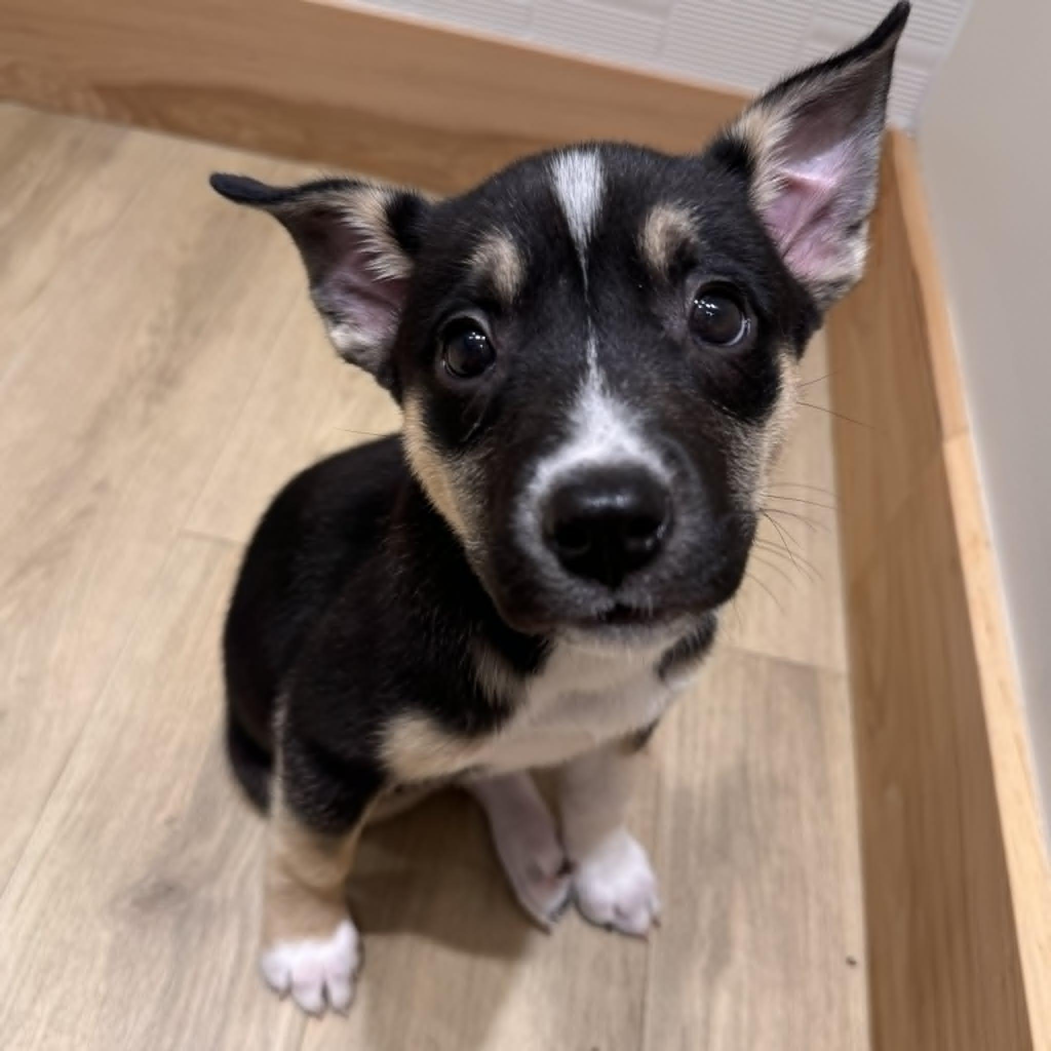Zadie, ADOPTABLE, Puppy Female Pit Bull Terrier & Shepherd.
