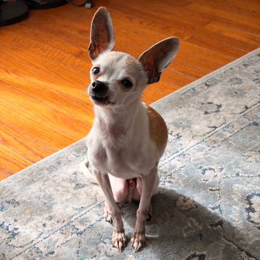 Chi-Chi, Adoptable, Adult Male Chihuahua.