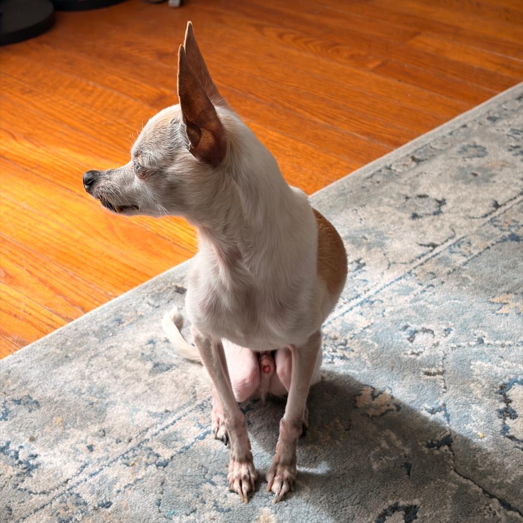 Enlarge Chi-Chi, a Adoptable Chihuahua in Franklin, NC image 2/3