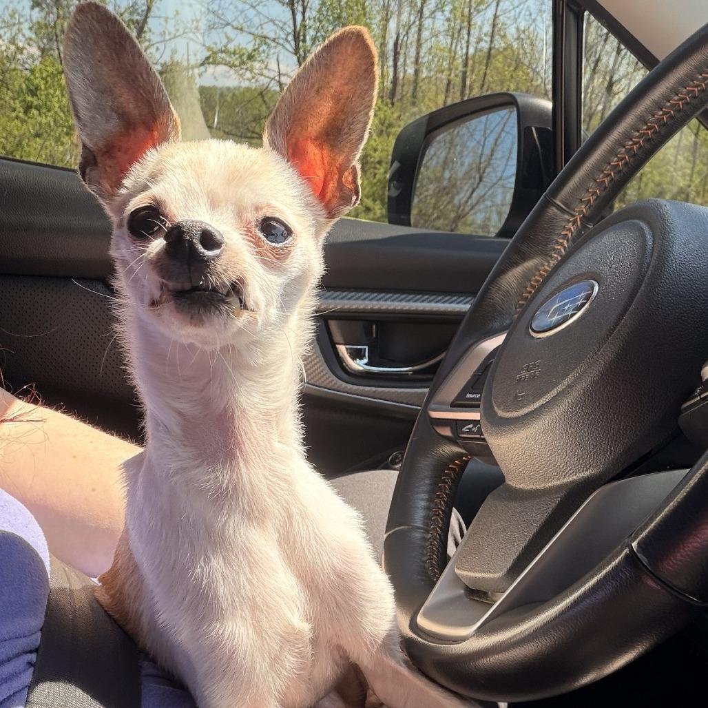 Enlarge Chi-Chi, a Adoptable Chihuahua in Franklin, NC image 3/3