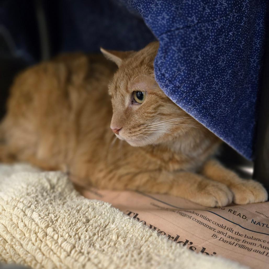 Enlarge Mega Mango, a Adoptable Domestic Short Hair in Charlottesville, VA image 1/6