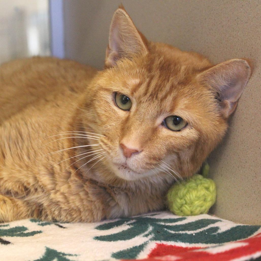 Enlarge Mega Mango, a Adoptable Domestic Short Hair in Charlottesville, VA image 2/6