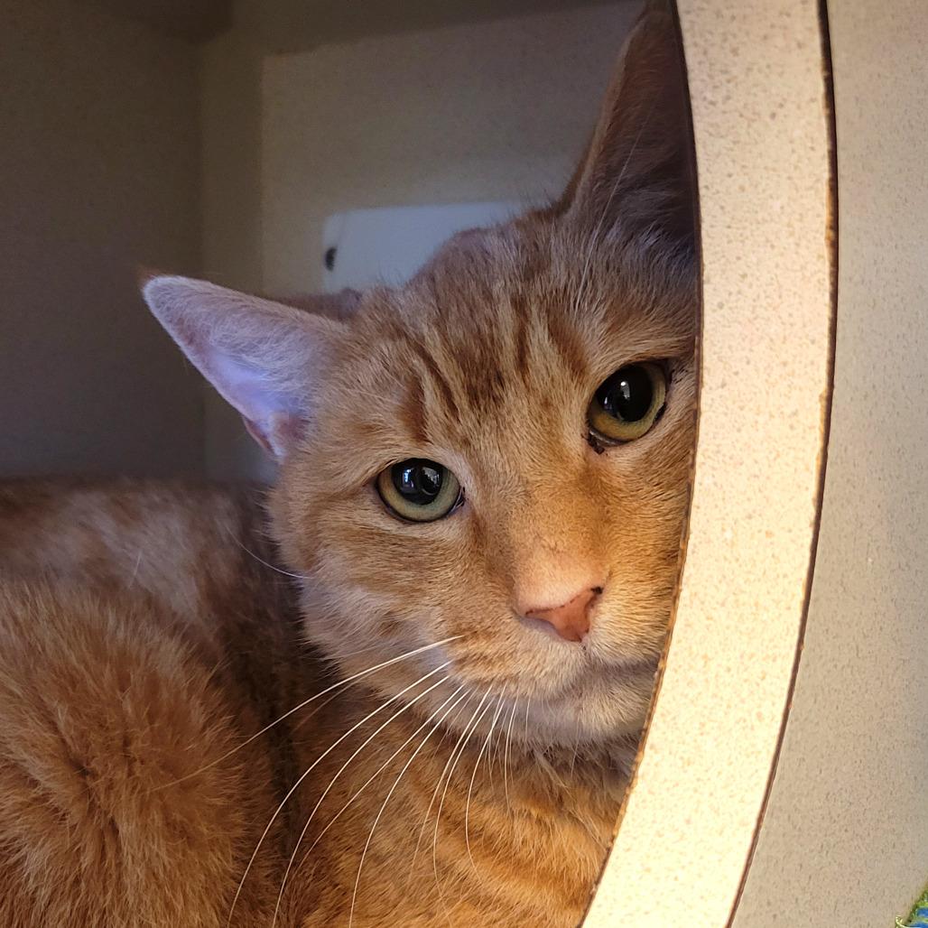 Enlarge Mega Mango, a Adoptable Domestic Short Hair in Charlottesville, VA image 3/6