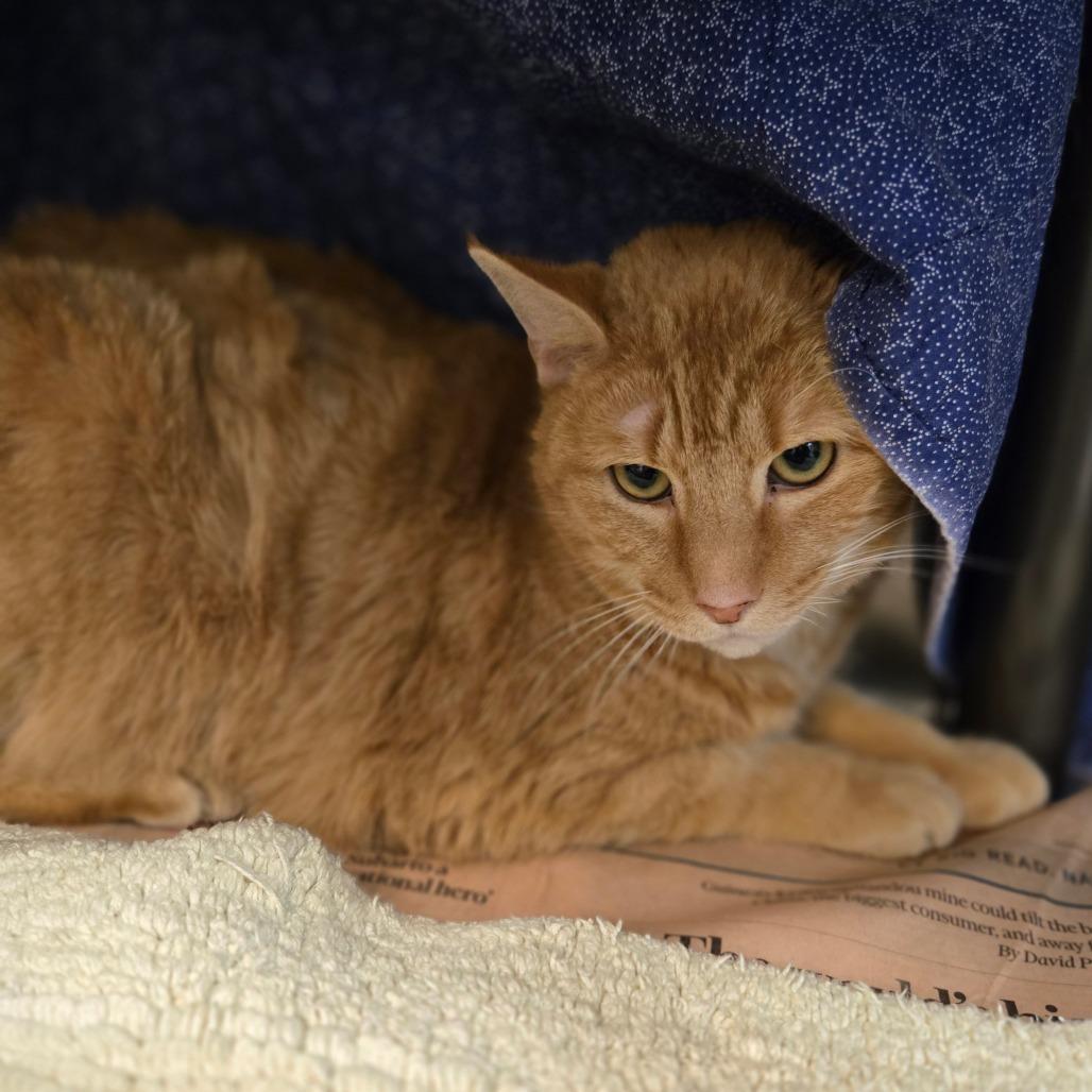 Enlarge Mega Mango, a Adoptable Domestic Short Hair in Charlottesville, VA image 4/6