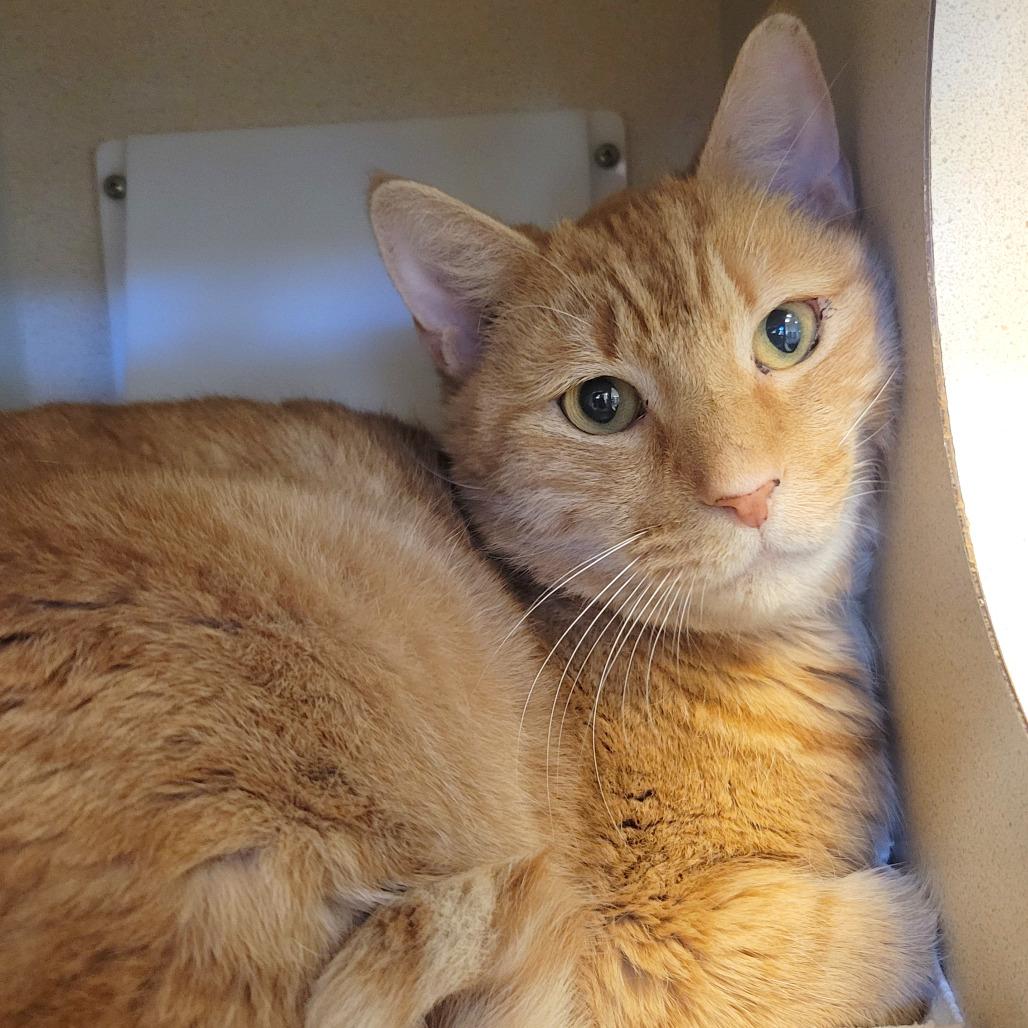 Enlarge Mega Mango, a Adoptable Domestic Short Hair in Charlottesville, VA image 5/6