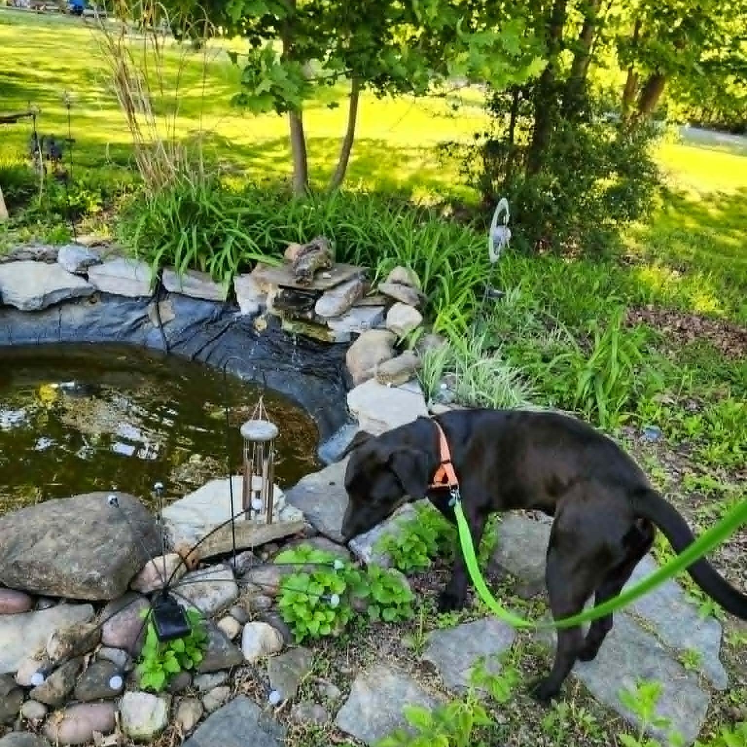 Richie, a ADOPTABLE Mixed Breed in Schenectady, NY image 4/6