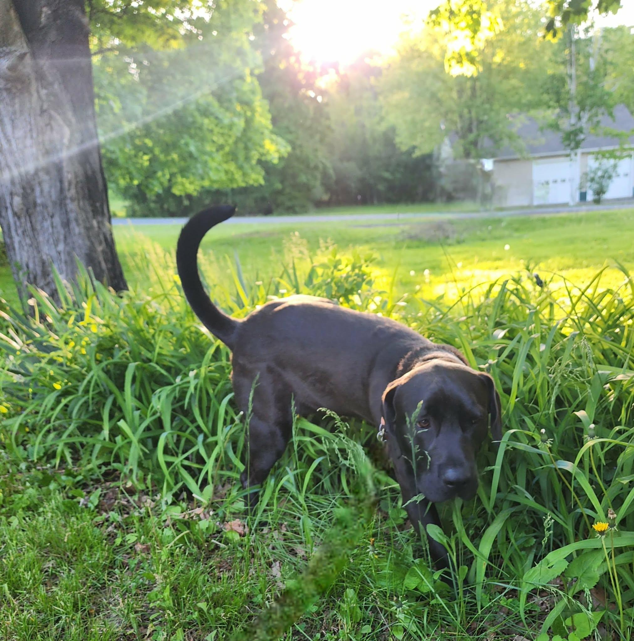 Richie, a ADOPTABLE Mixed Breed in Schenectady, NY image 5/6