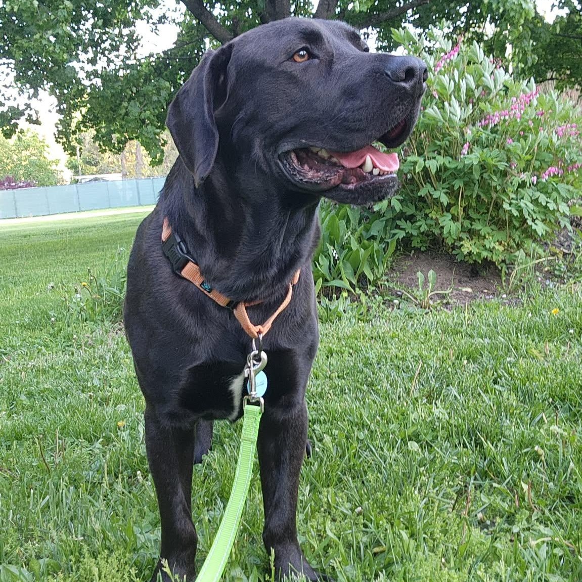 Richie, a ADOPTABLE Mixed Breed in Schenectady, NY image 2/6