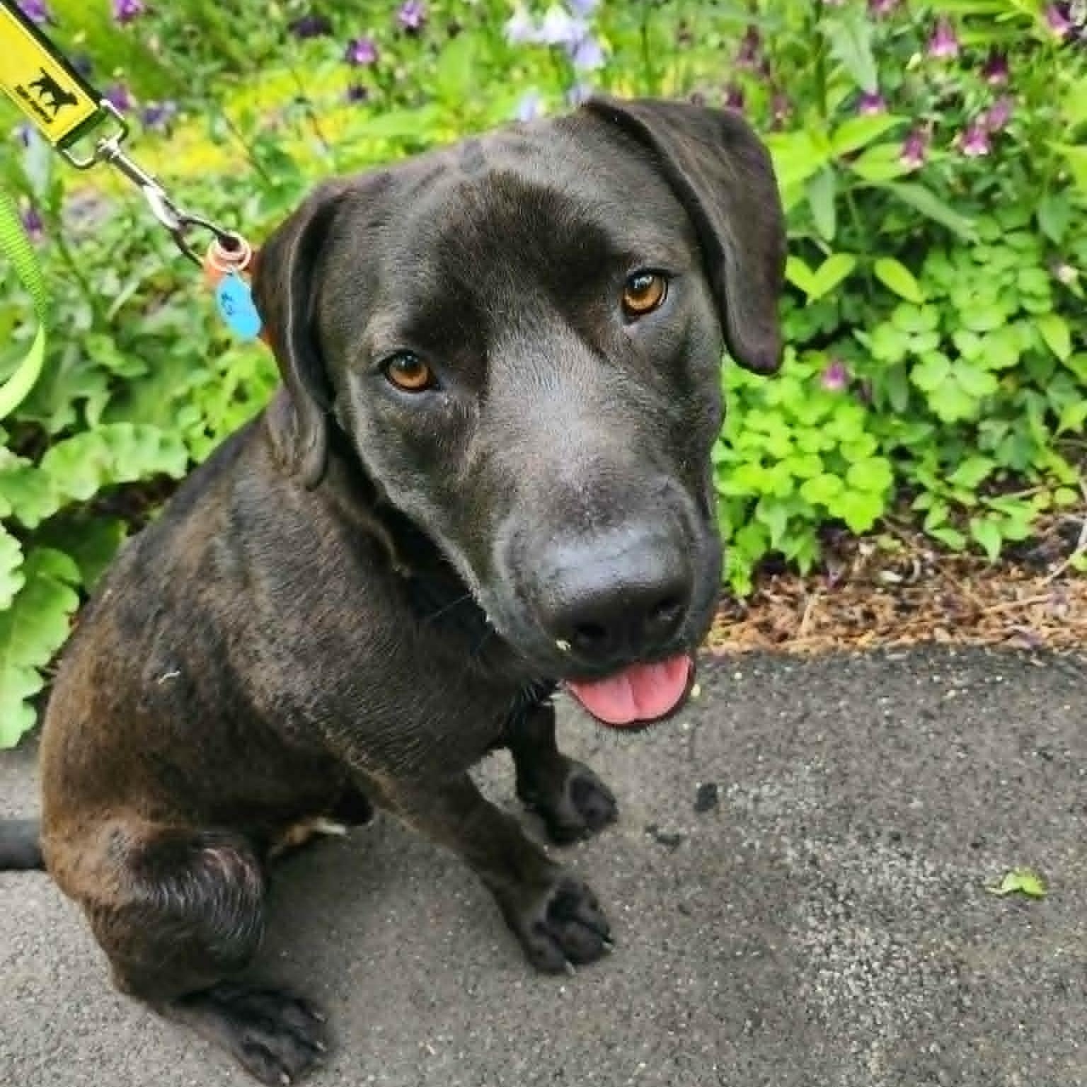 Richie, ADOPTABLE, Adult Male Mixed Breed.