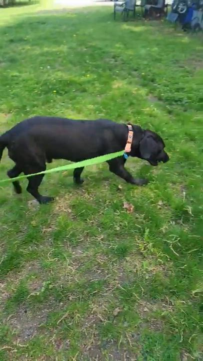 Enlarge Richie, a ADOPTABLE Mixed Breed in Schenectady, NY video 6/6
