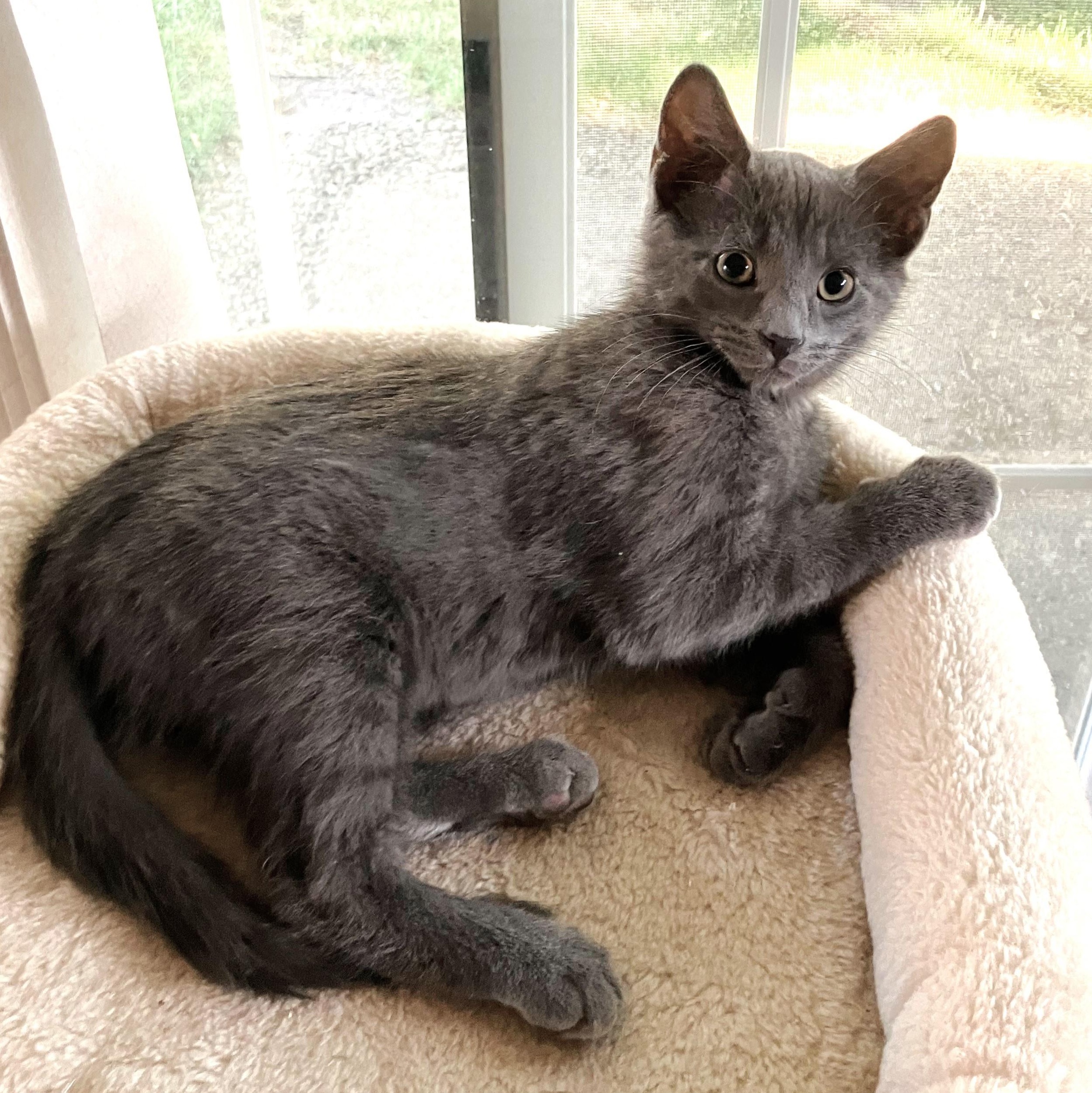 Palmer, a ADOPTABLE mixed breed in Lombard, IL image 3/6