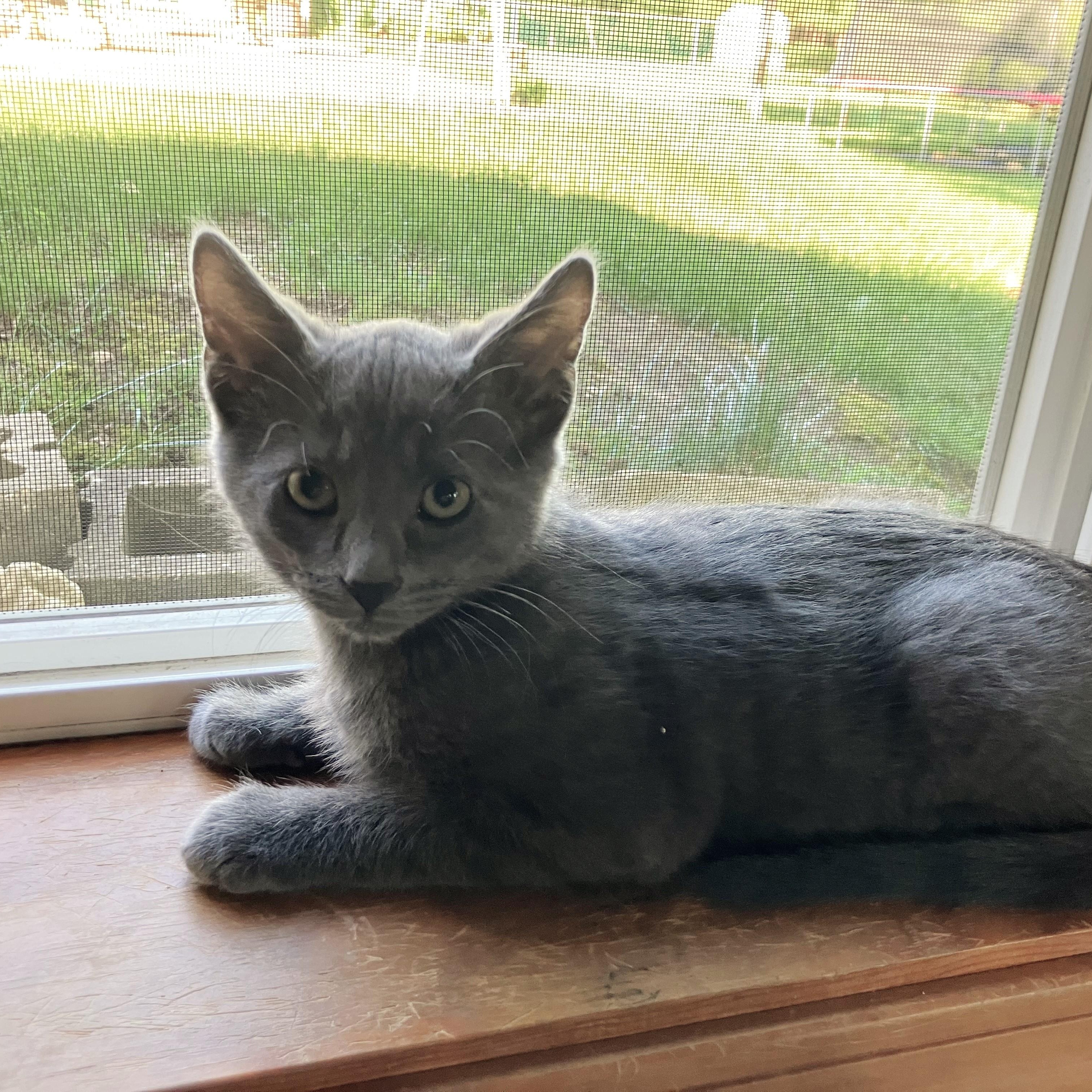 Palmer, ADOPTABLE, Kitten Male Russian Blue & Domestic Short Hair.