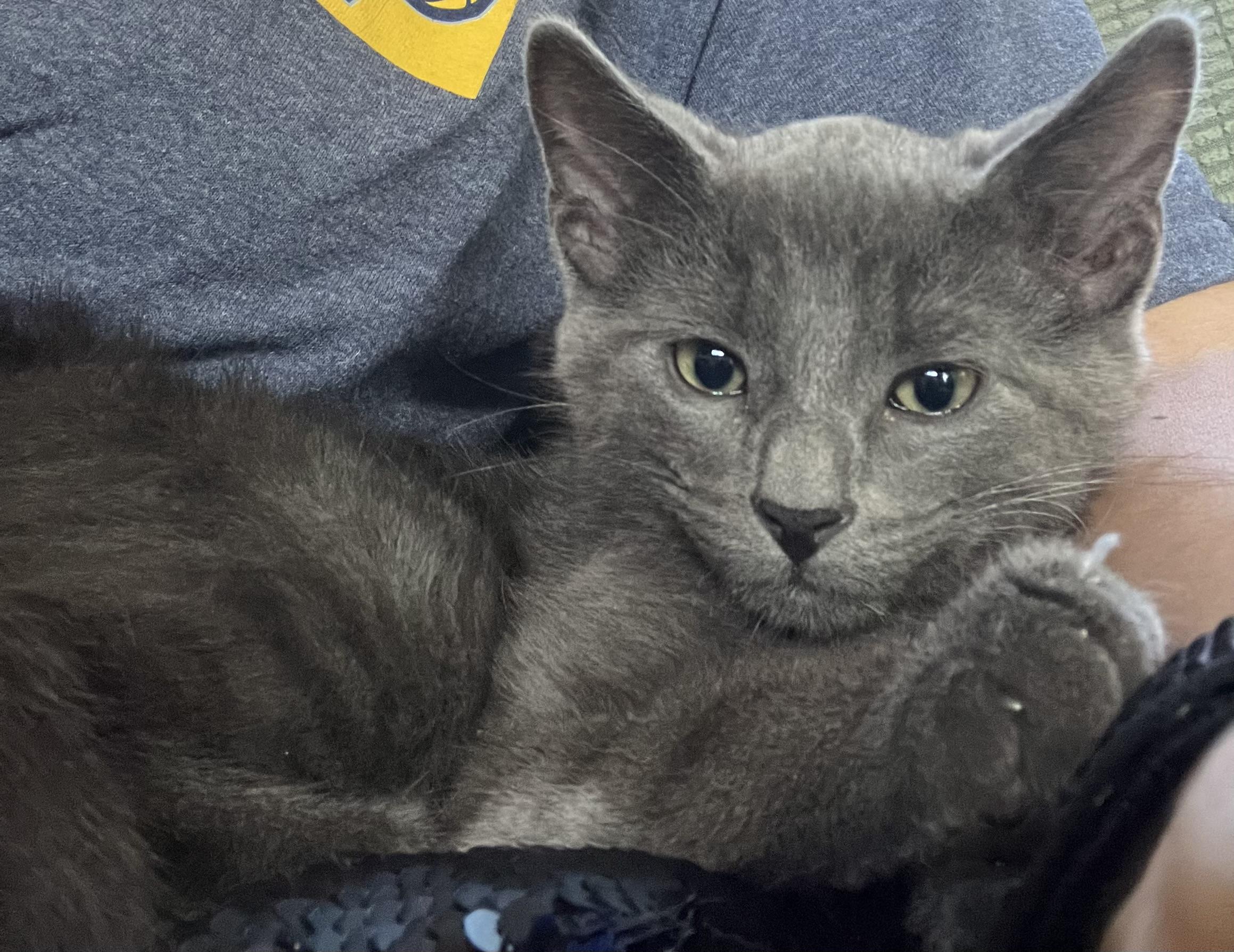 Palmer, a ADOPTABLE mixed breed in Lombard, IL image 2/6