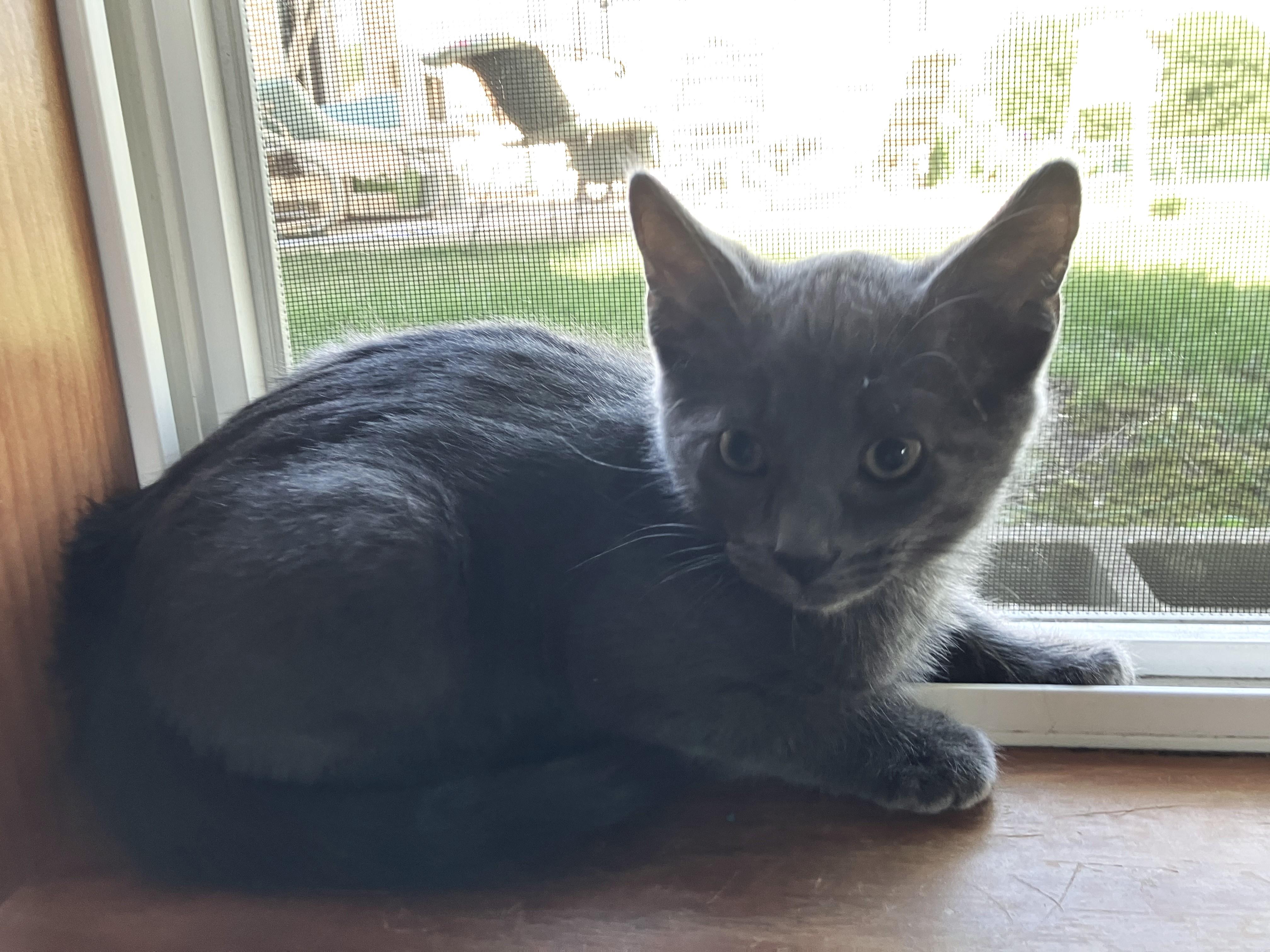 Palmer, a ADOPTABLE mixed breed in Lombard, IL image 6/6
