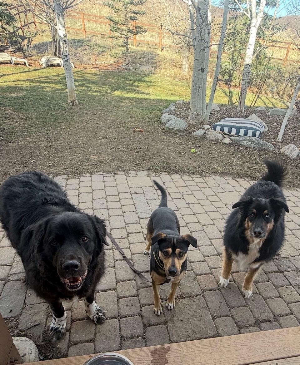 Enlarge Maizie, an adopted mixed breed in Boulder, CO image 5/5