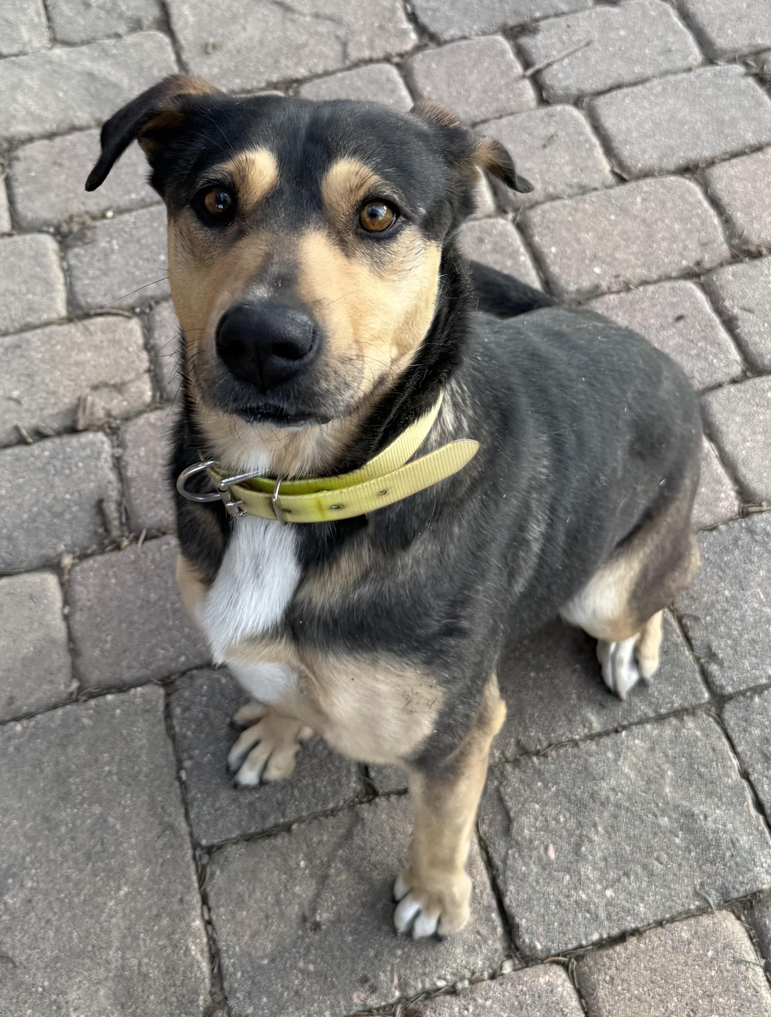 Enlarge Maizie, an adopted mixed breed in Boulder, CO image 3/5