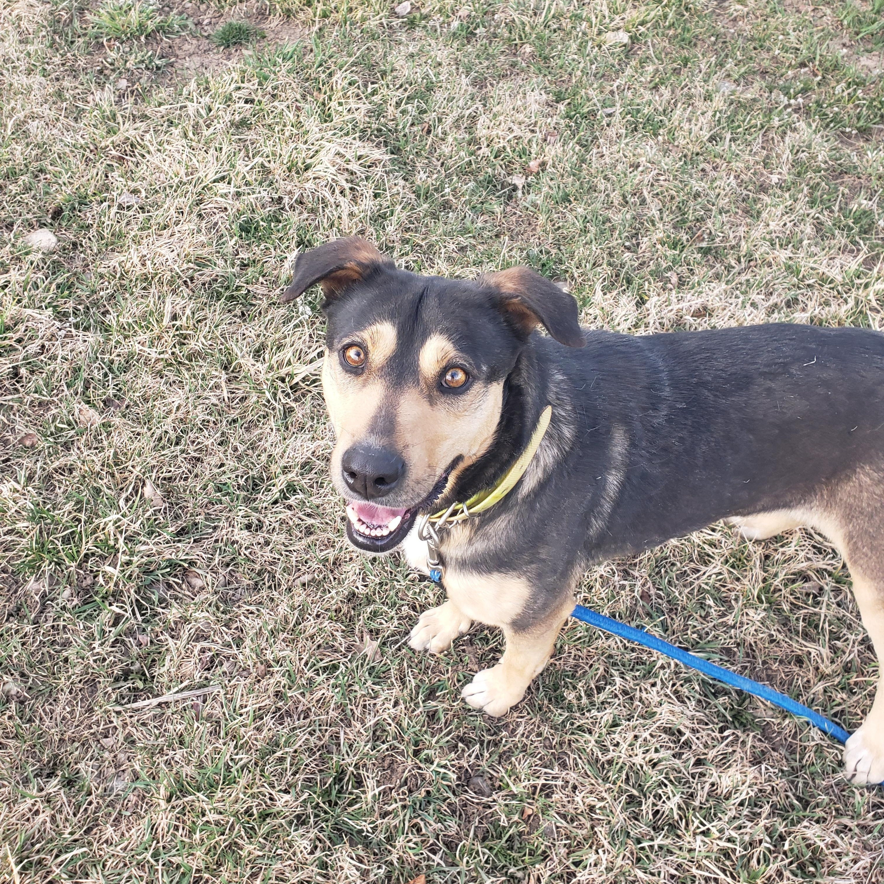 Enlarge Maizie, an adopted mixed breed in Boulder, CO image 1/5