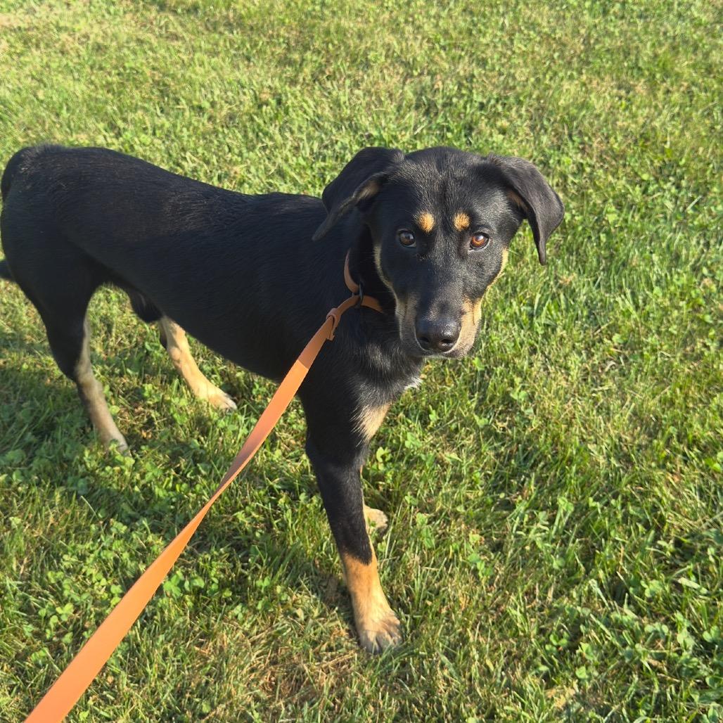 Enlarge Enzo, a Adoptable mixed breed in Perkiomenville, PA image 2/2