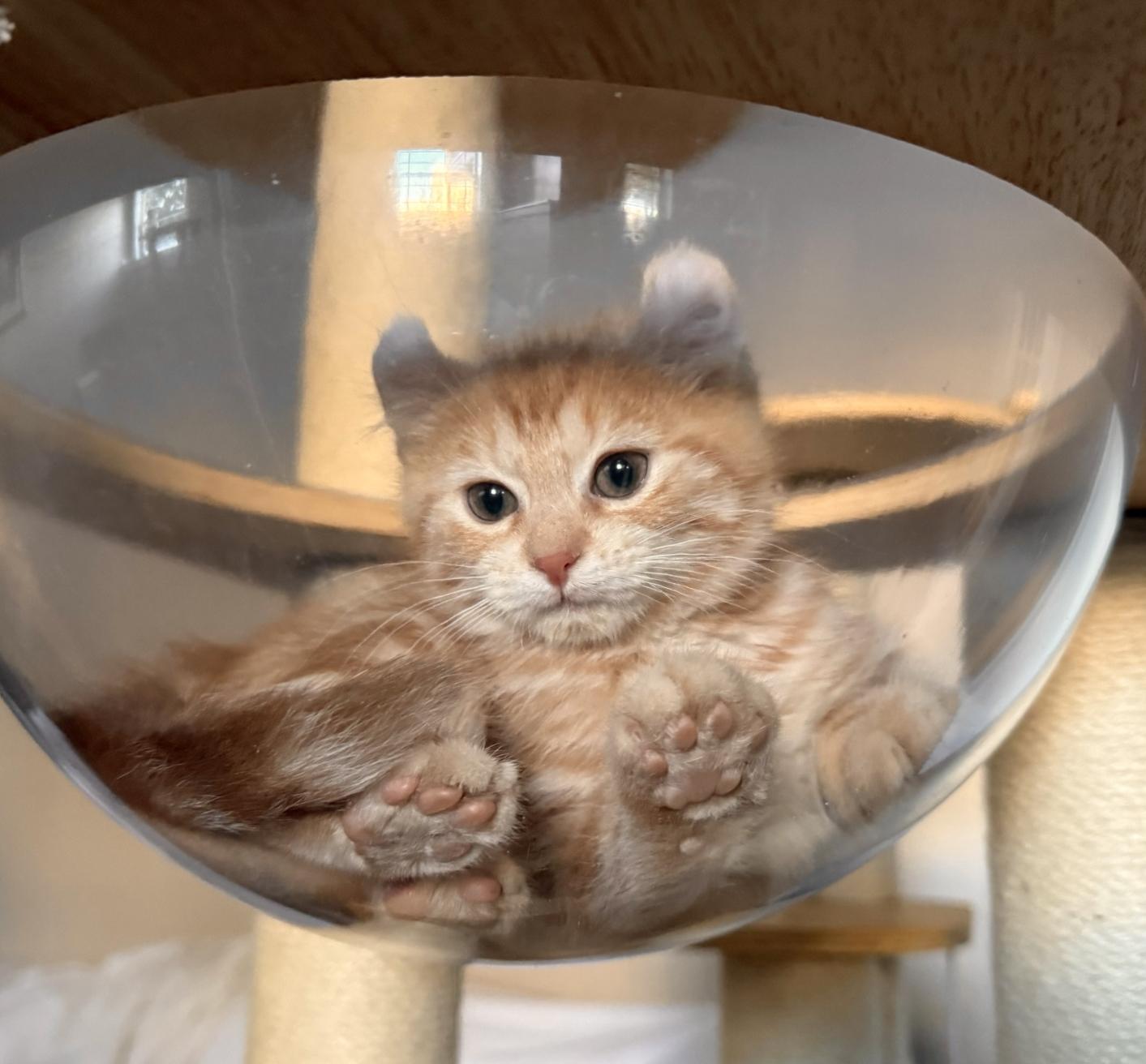 Enlarge ARIELLA, an adopted American Curl in Savoy, IL image 4/5