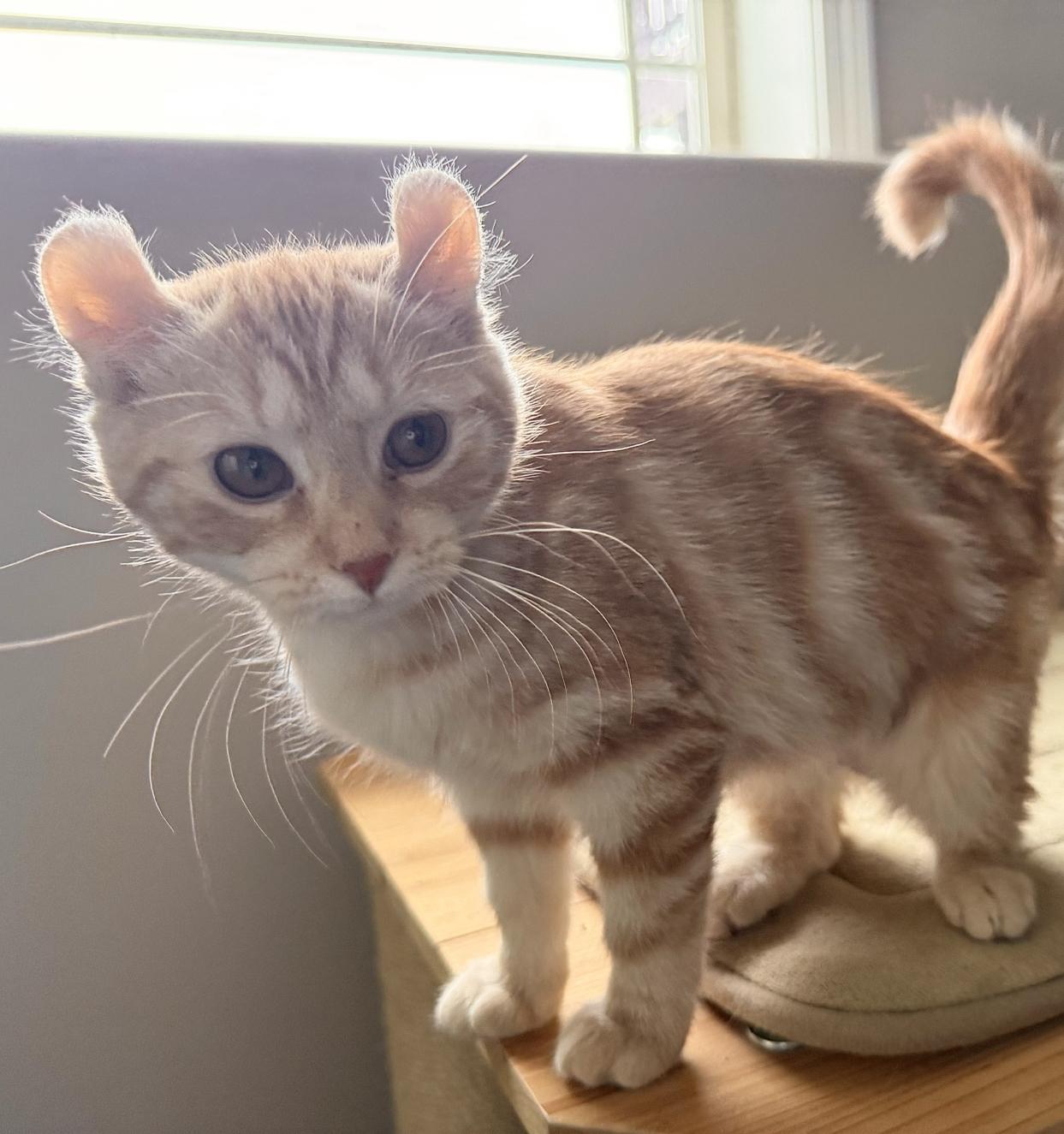 Enlarge ARIELLA, an adopted American Curl in Savoy, IL image 2/5