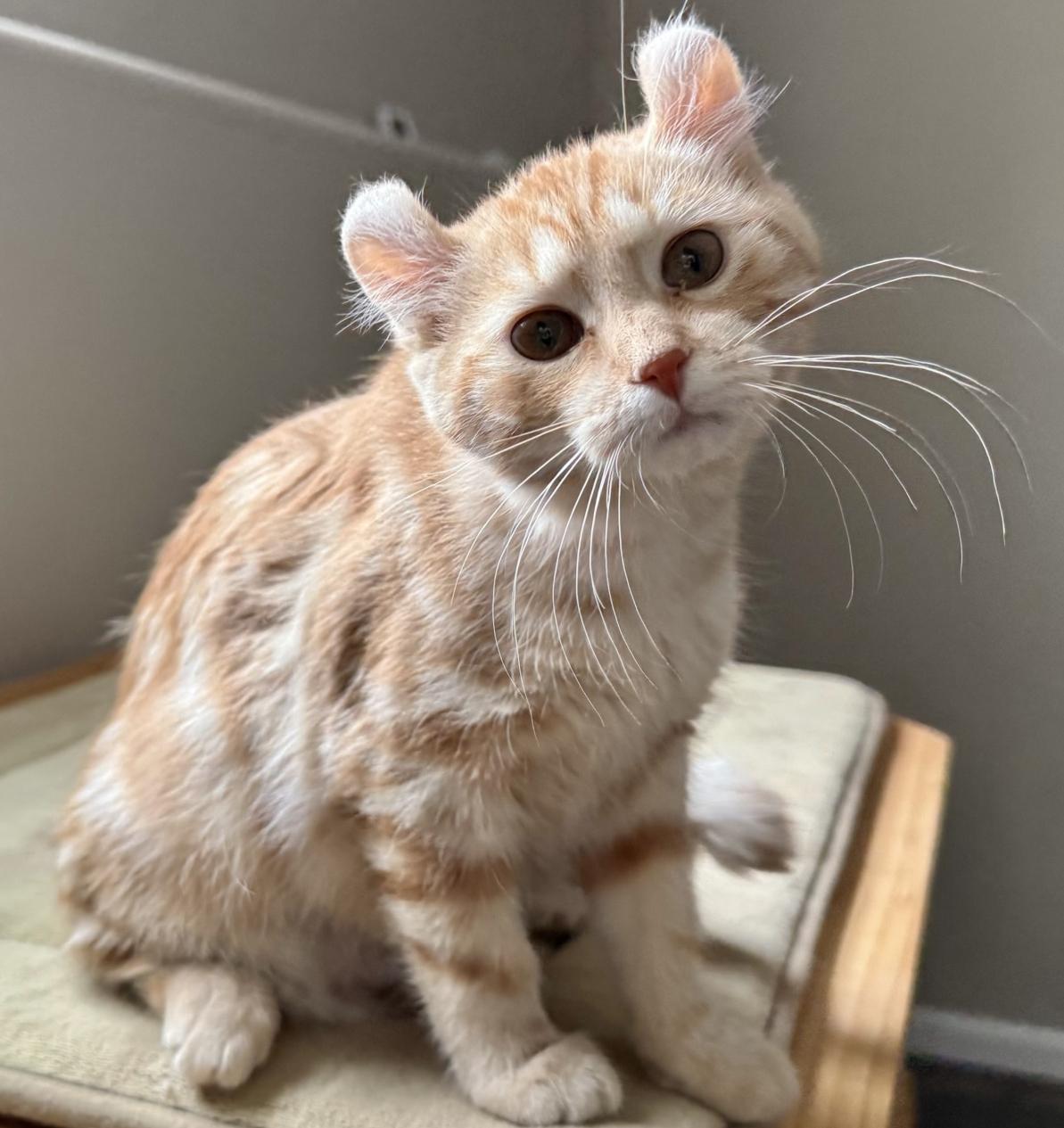 Enlarge ARIELLA, an adopted American Curl in Savoy, IL image 5/5