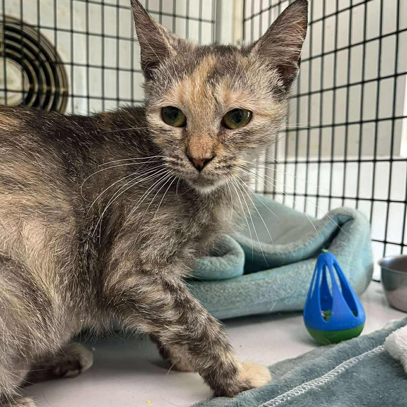 Kiki (baby), an adopted Dilute Tortoiseshell in Huntington, NY image 5/5