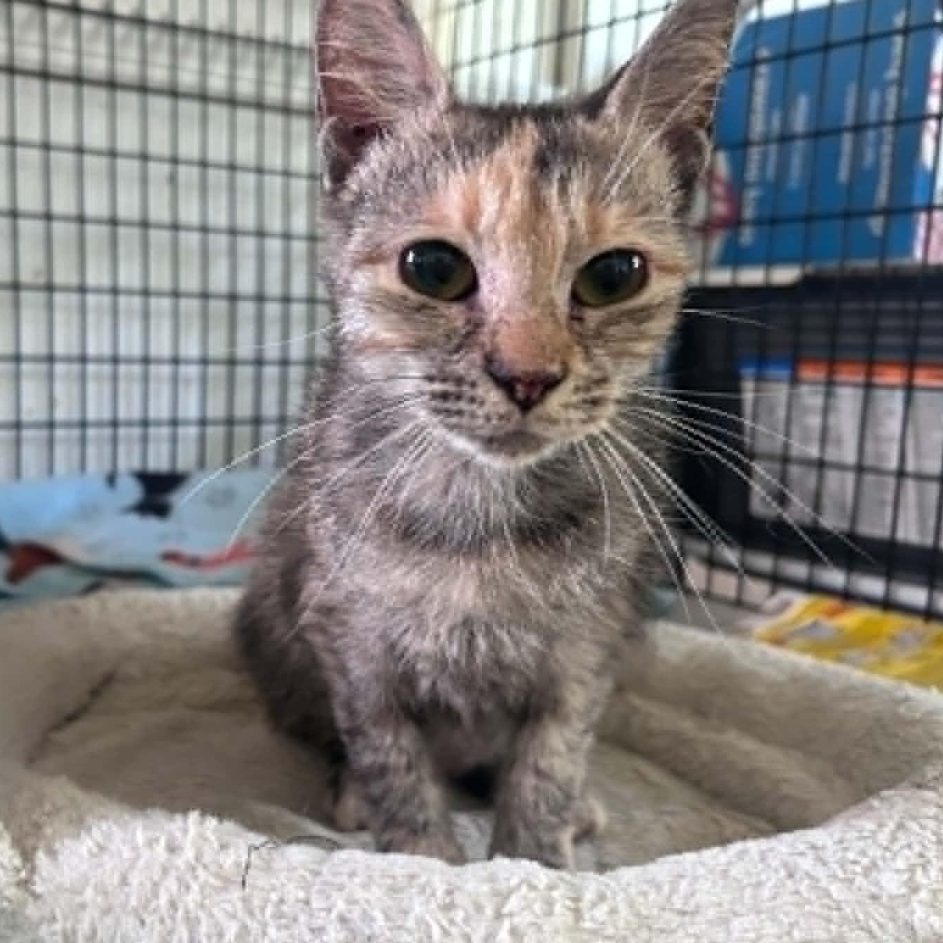 Kiki (baby), an adopted Dilute Tortoiseshell in Huntington, NY image 3/5