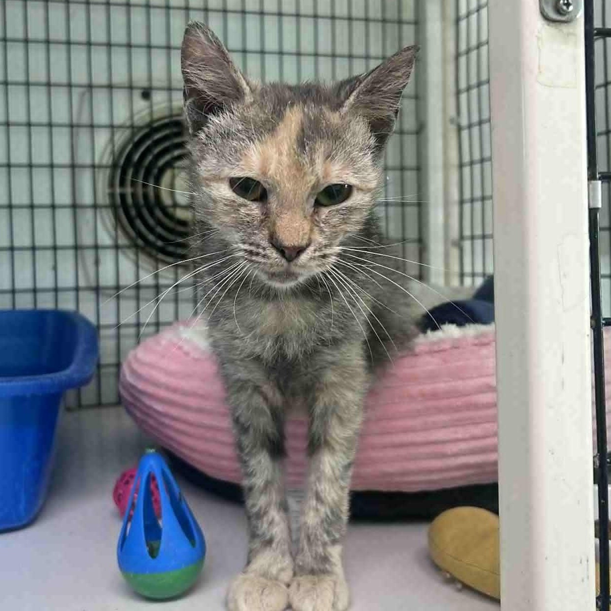Kiki (baby), an adopted Dilute Tortoiseshell in Huntington, NY image 1/5