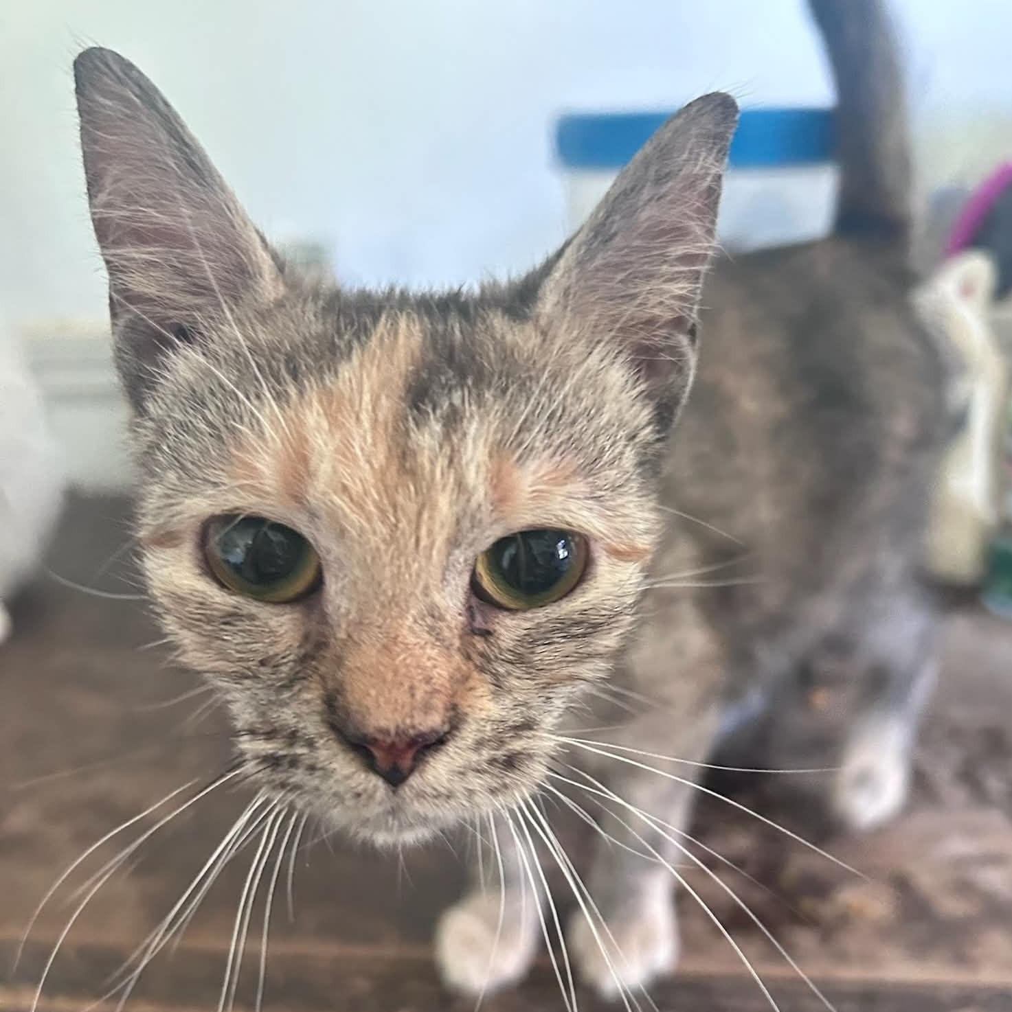 Kiki (baby), an adopted Dilute Tortoiseshell in Huntington, NY image 2/5