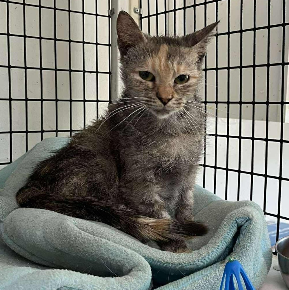 Kiki (baby), an adopted Dilute Tortoiseshell in Huntington, NY image 4/5