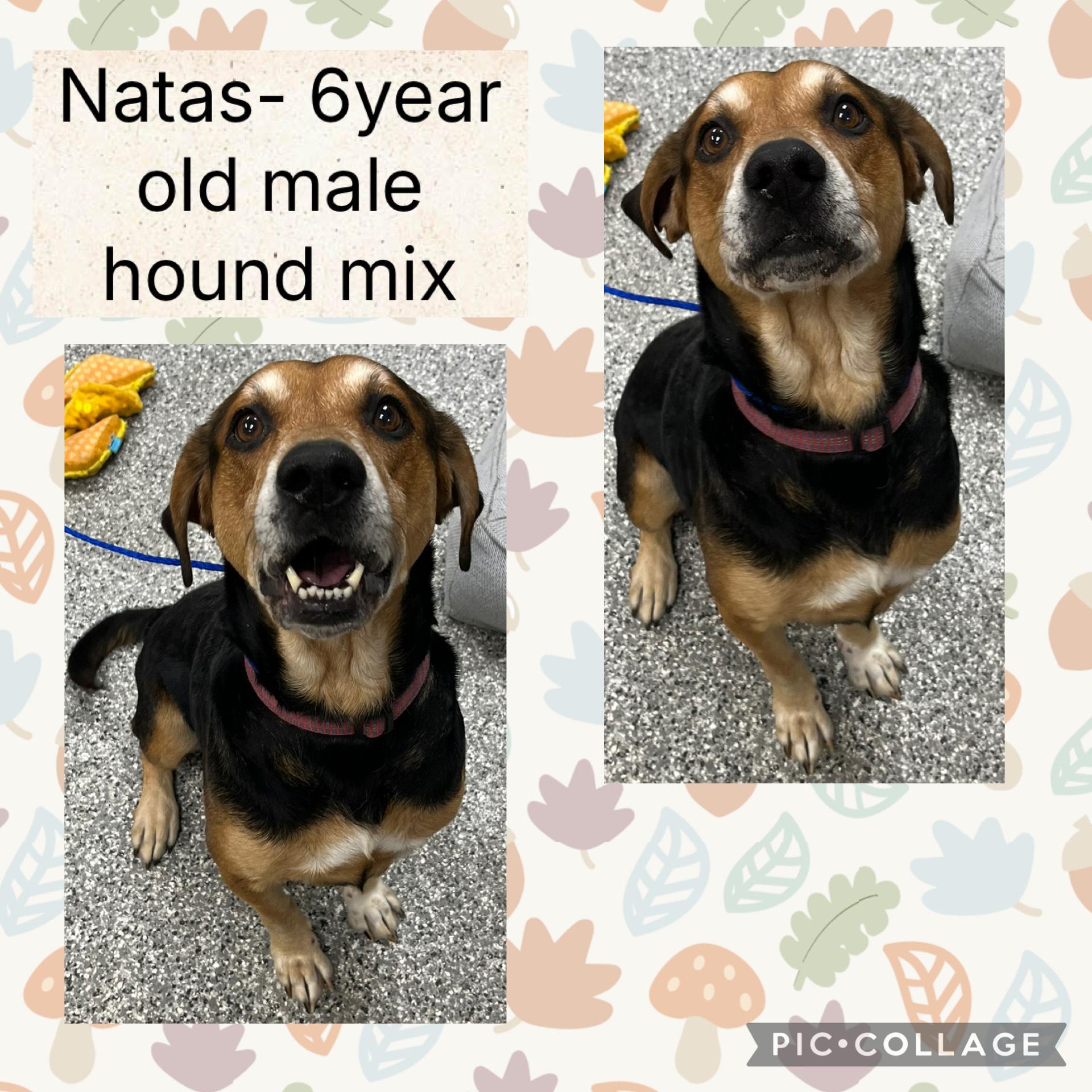 Enlarge Natas, a ADOPTABLE mixed breed in Bryan, OH image 1/1