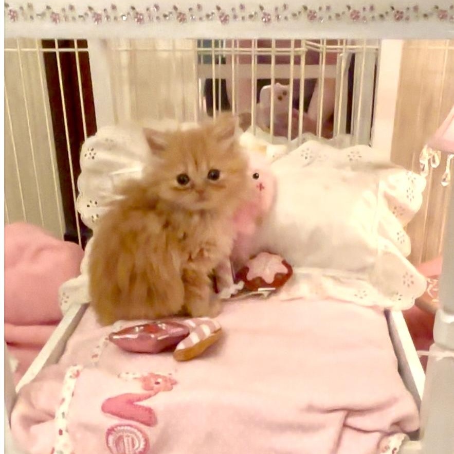 Enlarge Randy Jr, a Adopted mixed breed in Pendleton, IN image 2/3