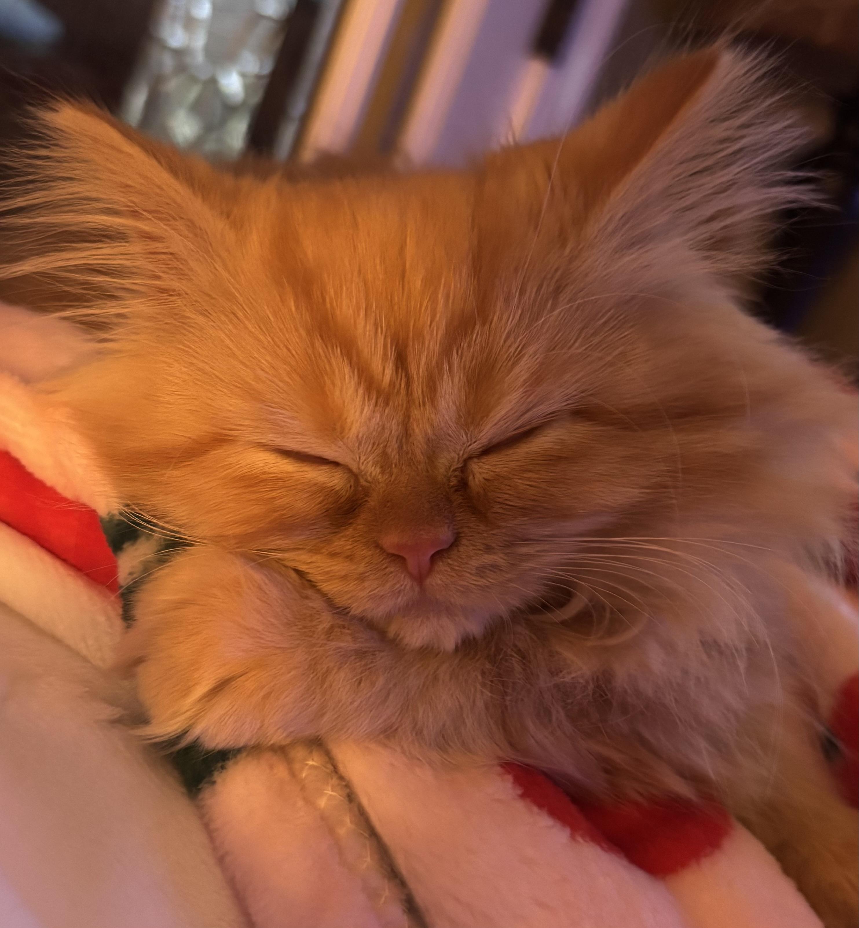 Enlarge Randy Jr, a Adopted mixed breed in Pendleton, IN image 3/3