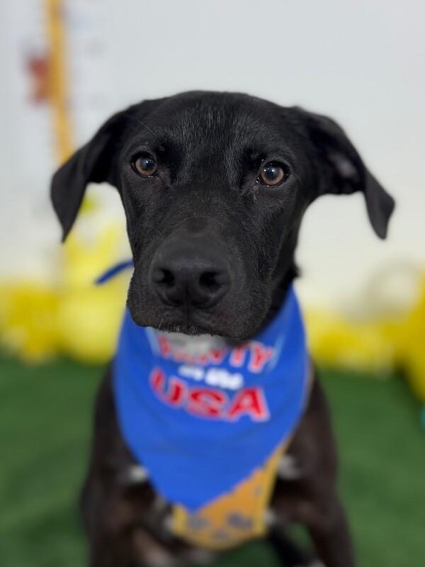 Enlarge Matcha, a Adoptable mixed breed in Palo Alto, CA image 1/1