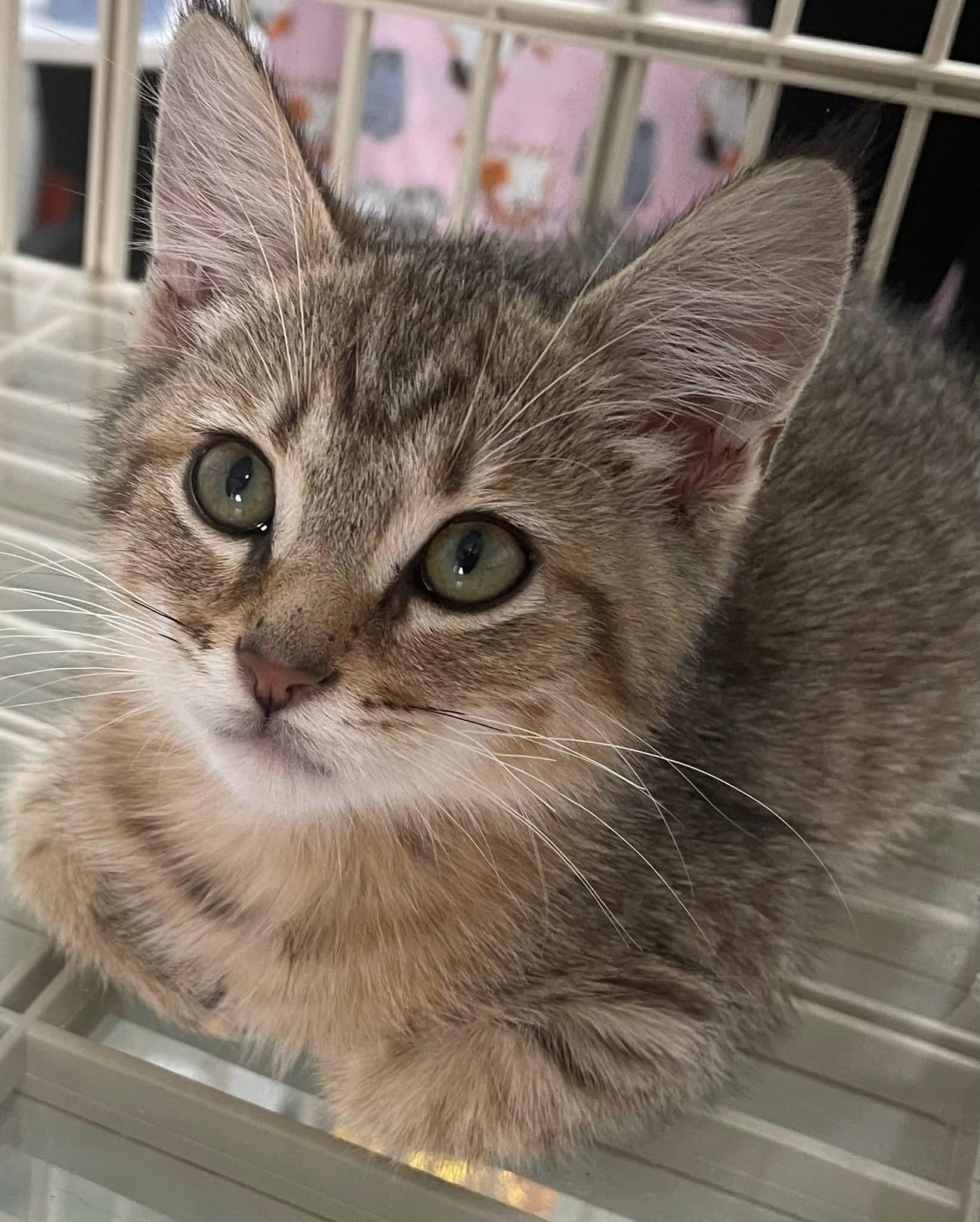 Tank, Adoptable, Kitten Male Domestic Short Hair.