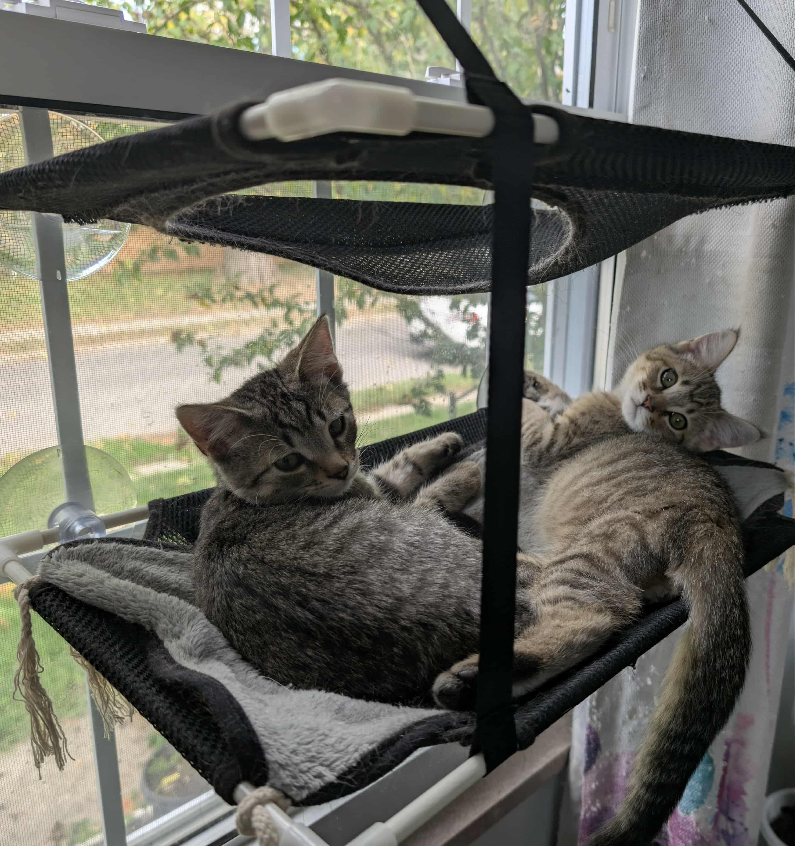 Tank, a Adoptable Domestic Short Hair in Toledo, OH image 3/3