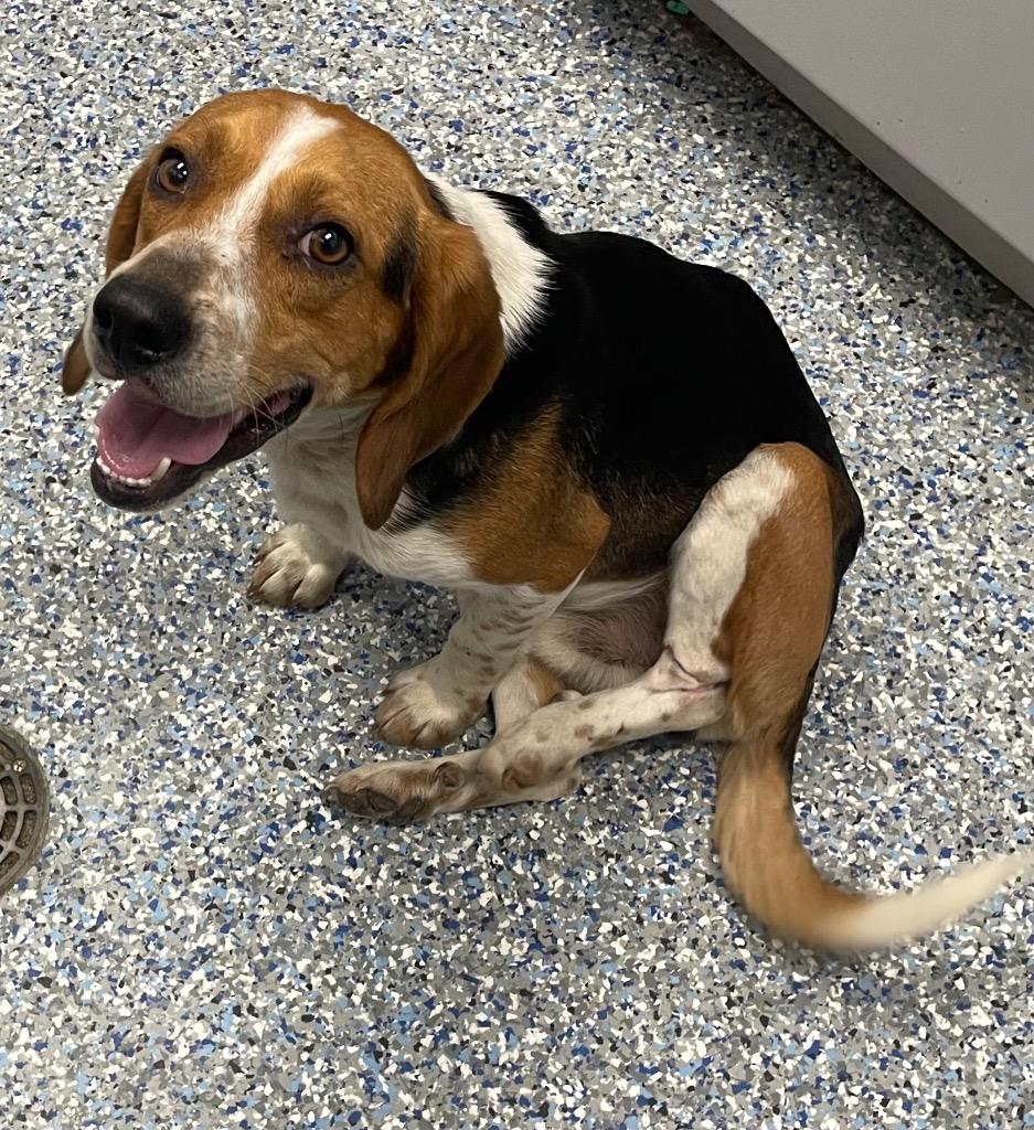 Davy Jones, Adoptable, Adult Male Beagle.