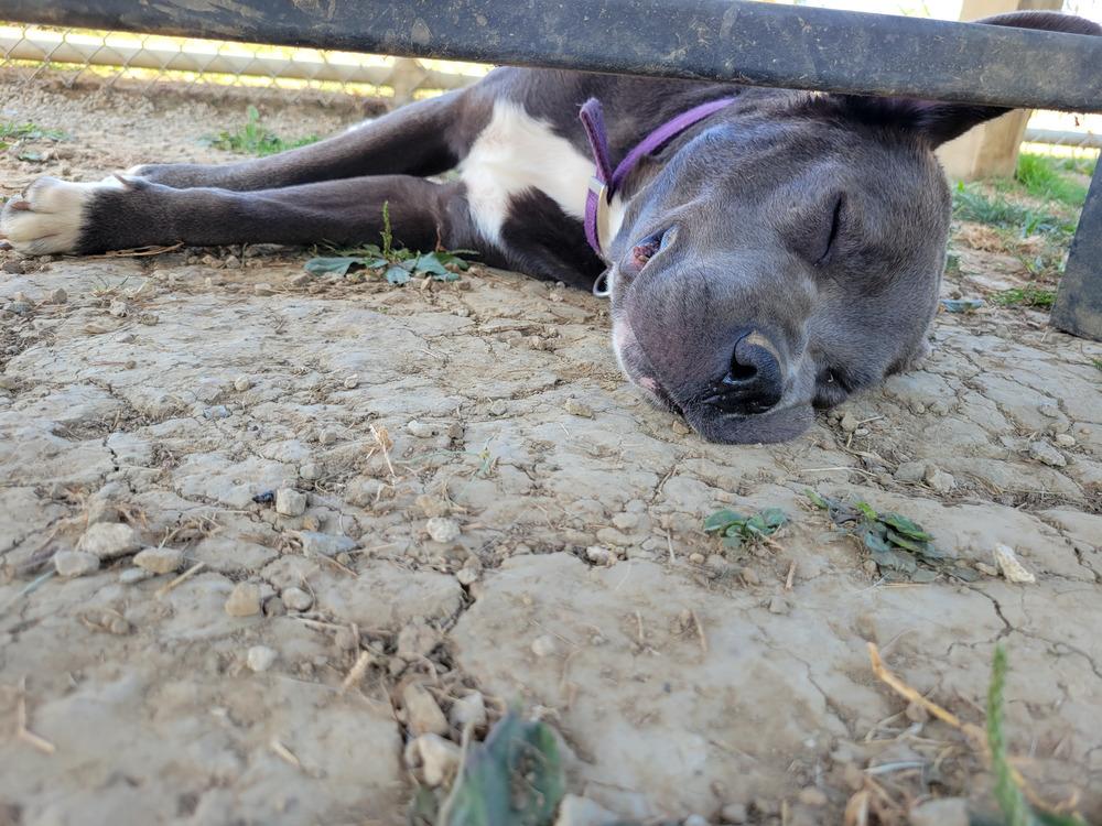 JAZMINE 309-25 (CELL PROGRAM), a Adoptable mixed breed in Cambridge, OH image 1/3