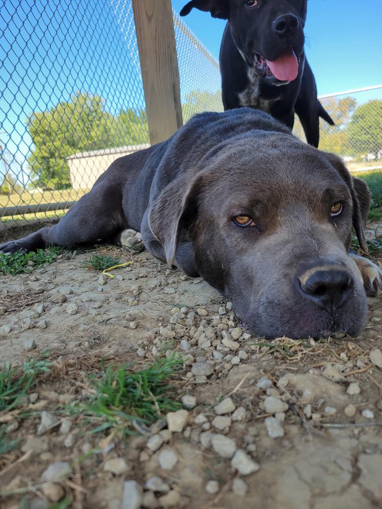 JAZMINE 309-25 (CELL PROGRAM), a Adoptable mixed breed in Cambridge, OH image 2/3