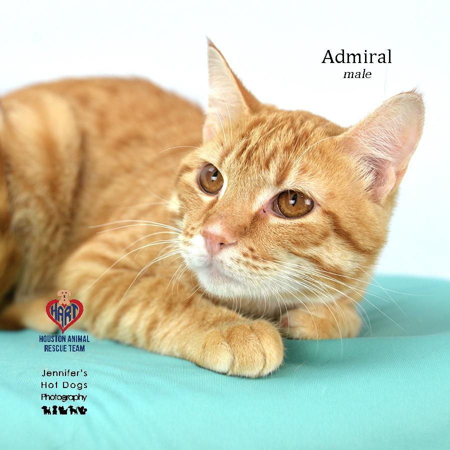 Enlarge Admiral, a Adoptable American Shorthair in Hockley, TX image 1/2
