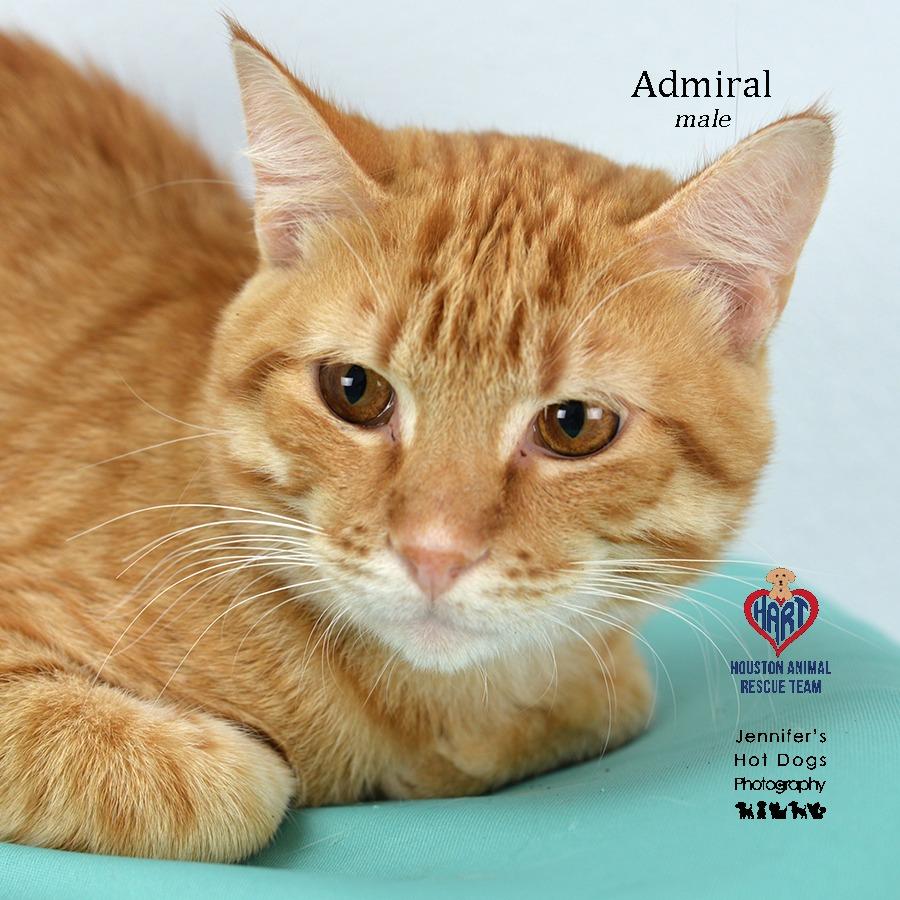 Enlarge Admiral, a Adoptable American Shorthair in Hockley, TX image 2/2